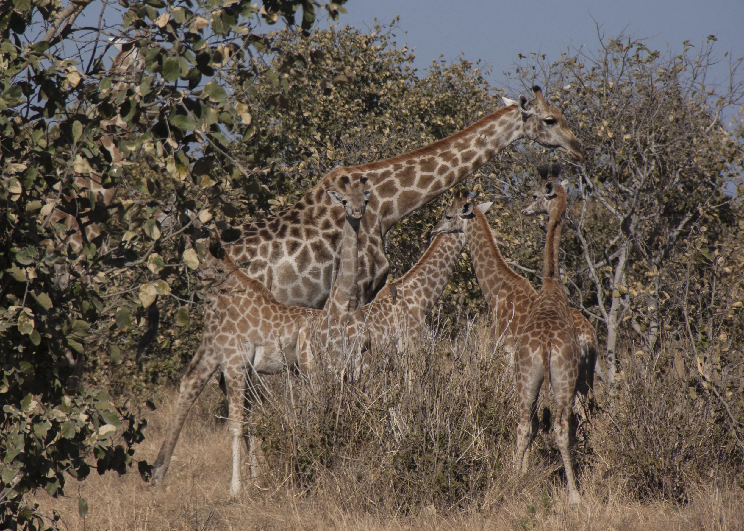 nursery of giraffes and adult.JPG