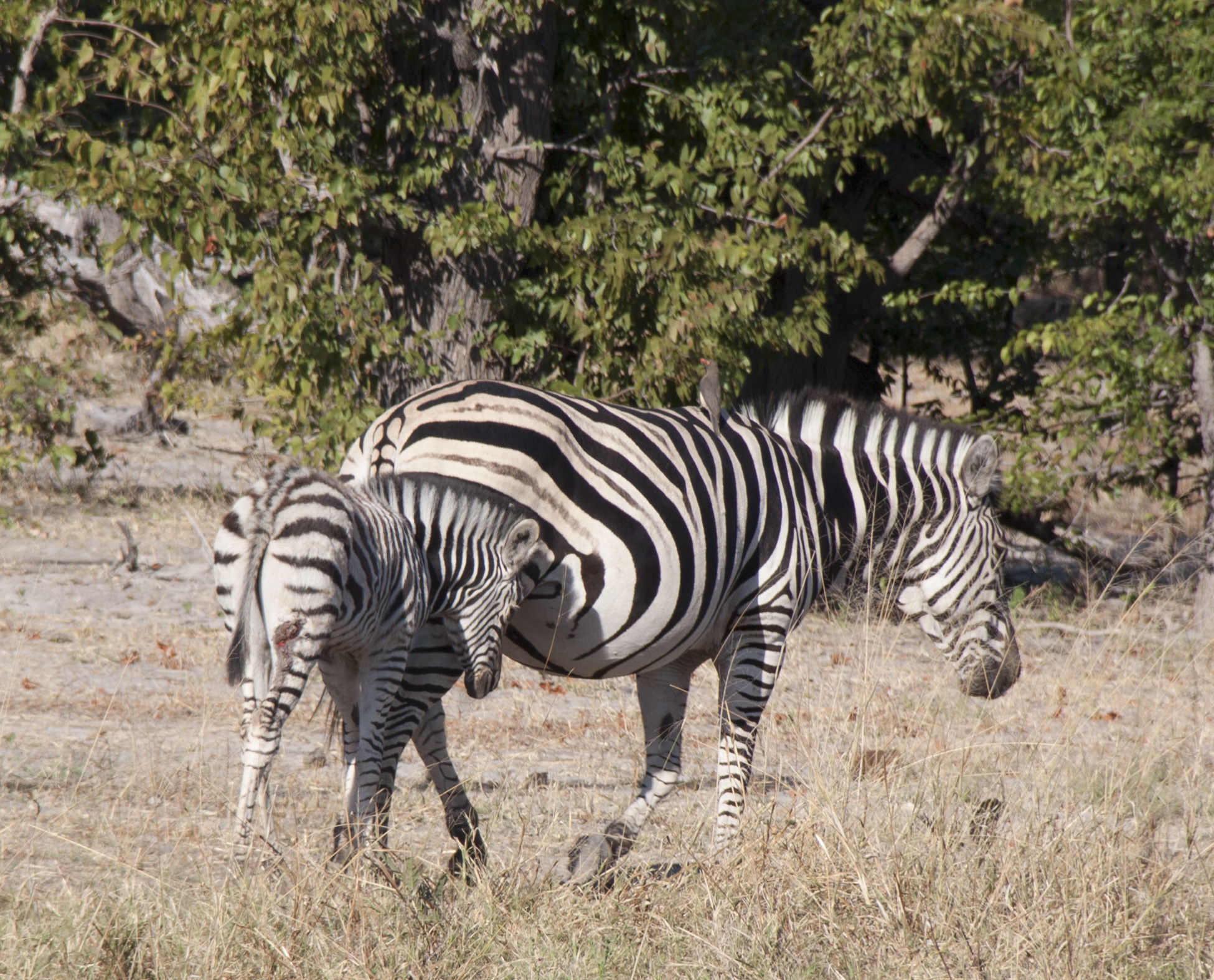 adult and baby zebra.JPG