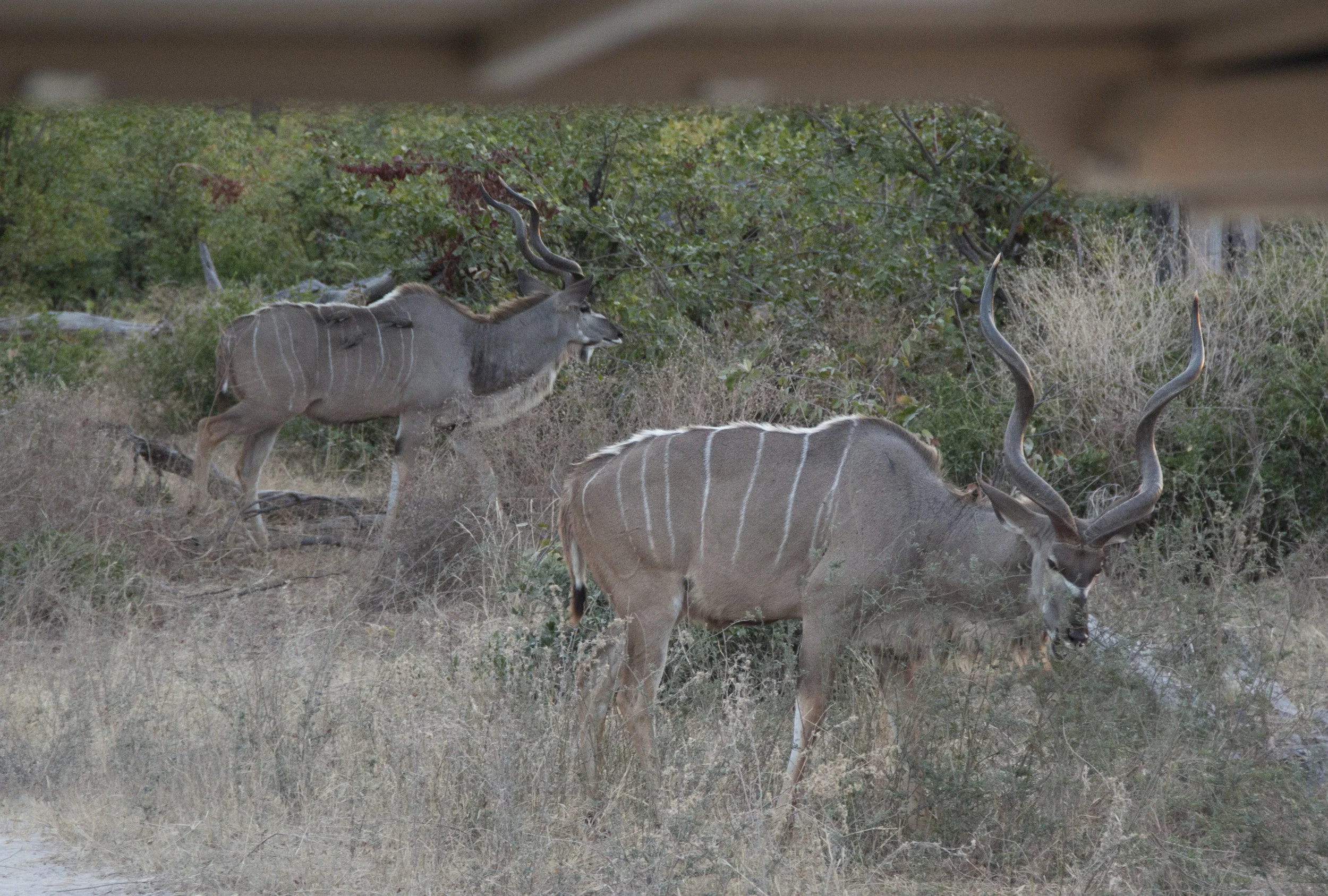 kudu with ox peckers 2.JPG