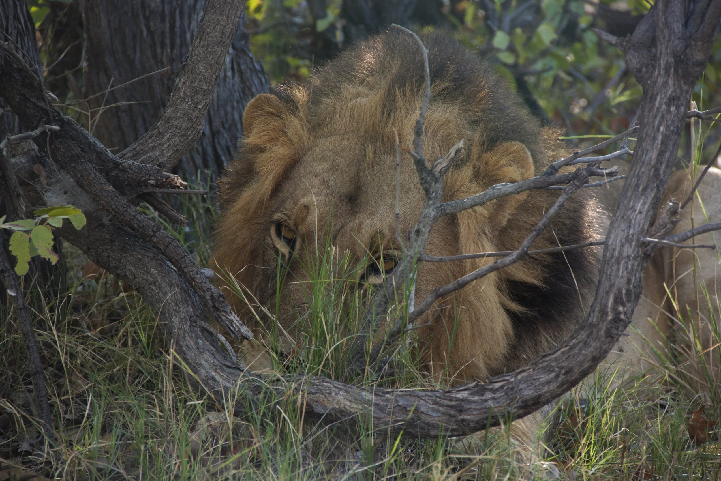 lion in grass.JPG