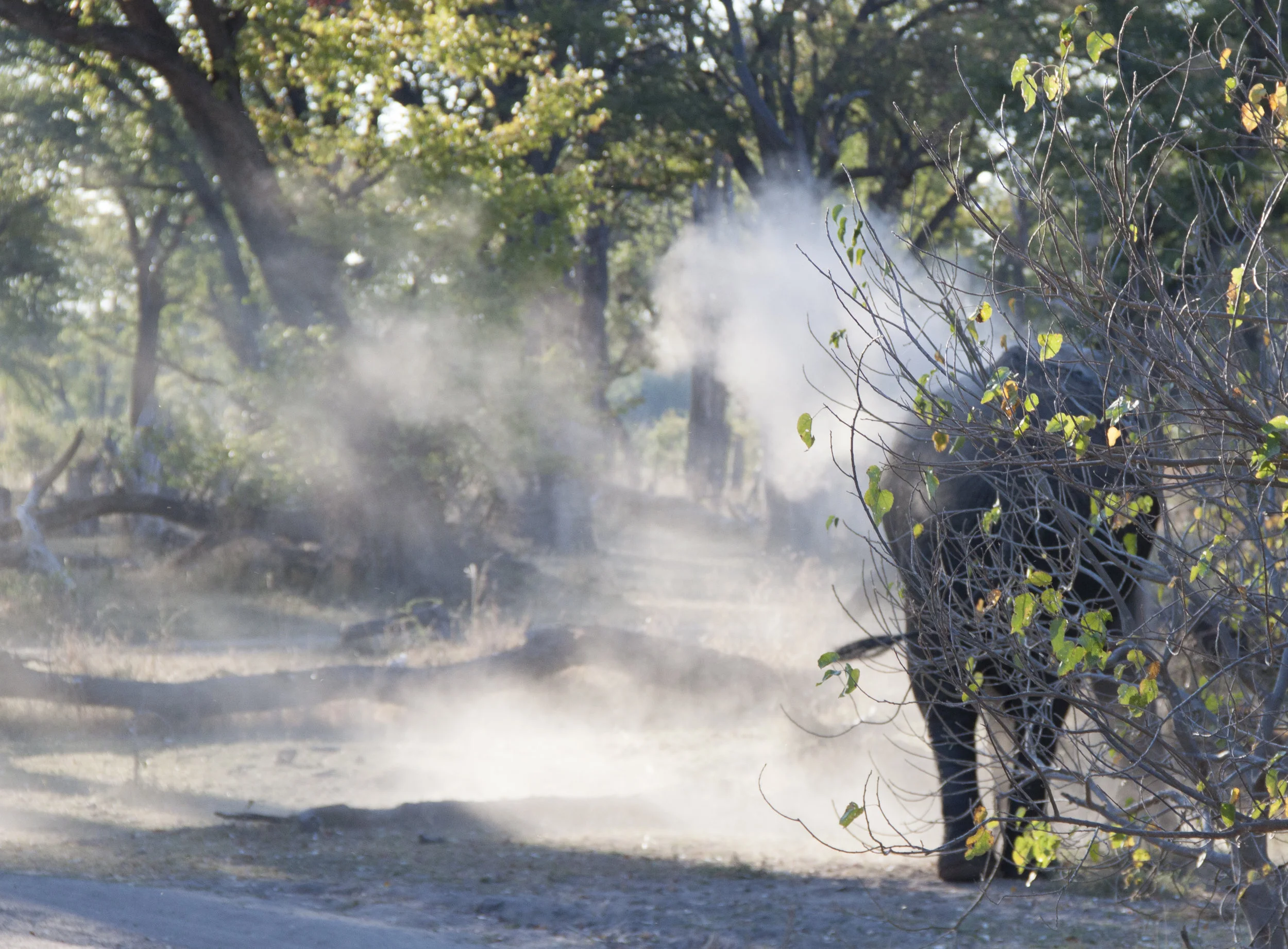 elephant dust bath.JPG
