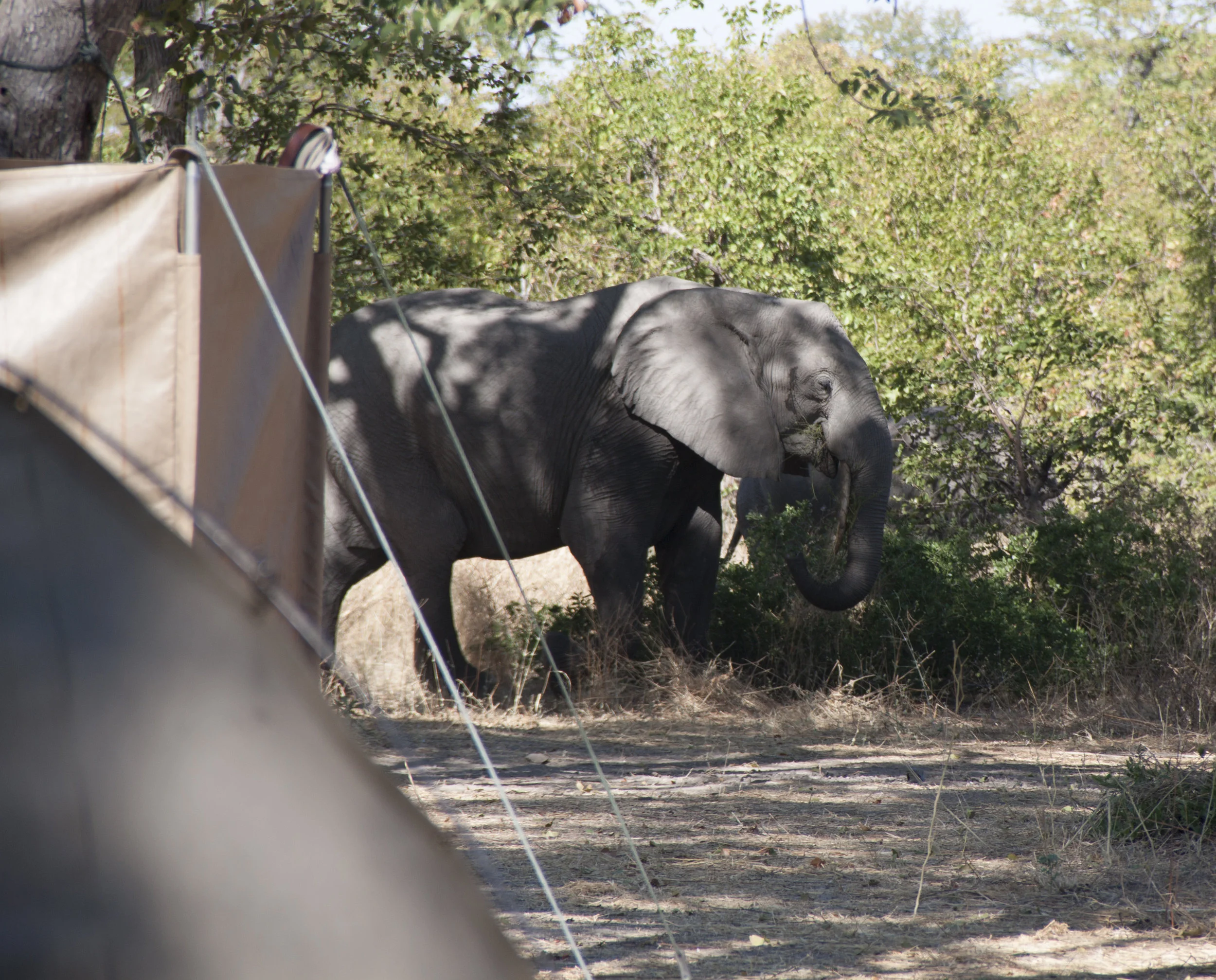 elephant eating in camp.JPG