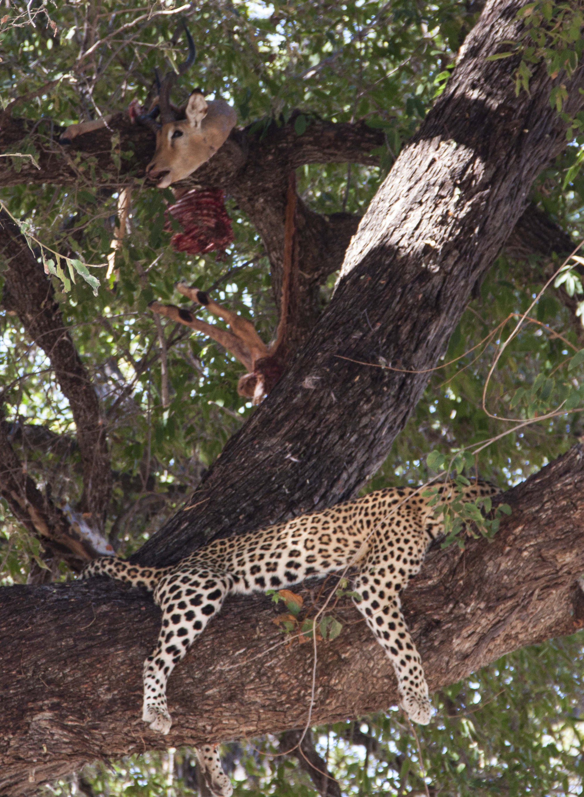 leopard in tree with kill.JPG