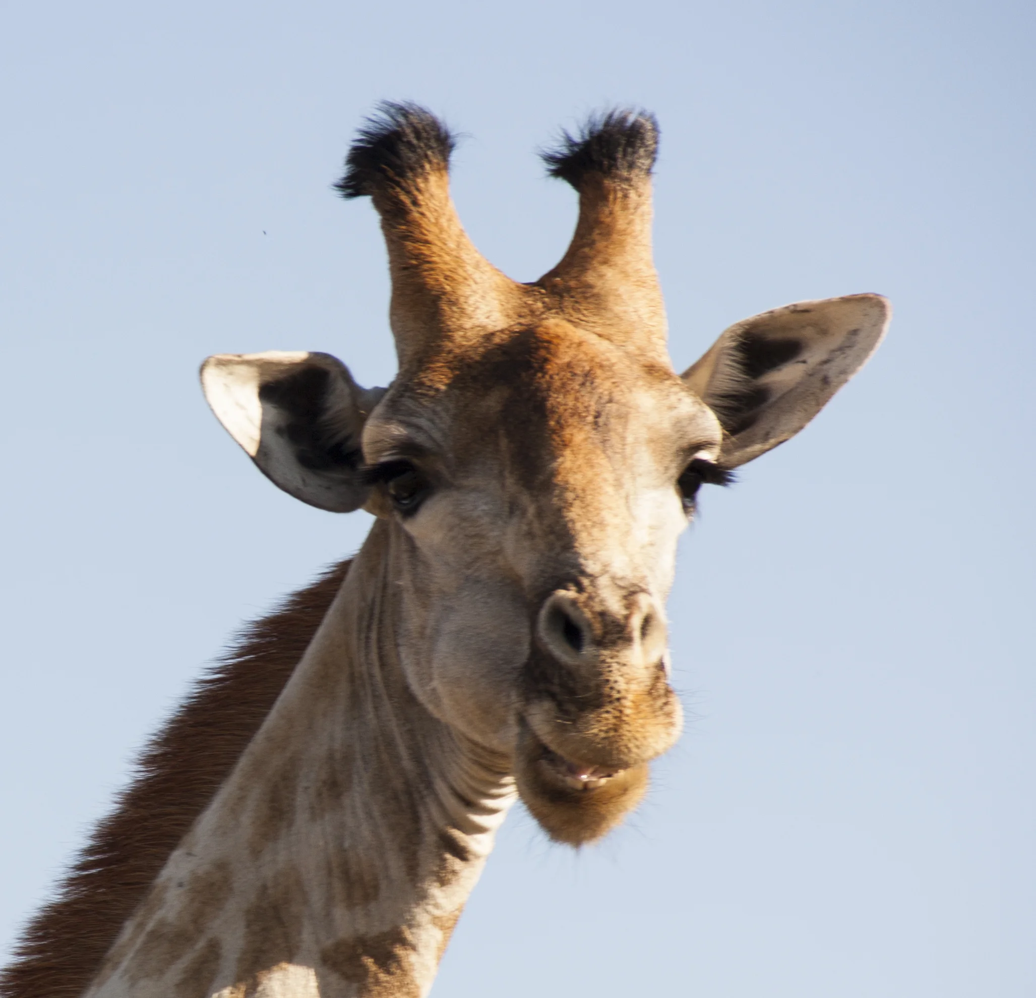 giraffe close up.JPG