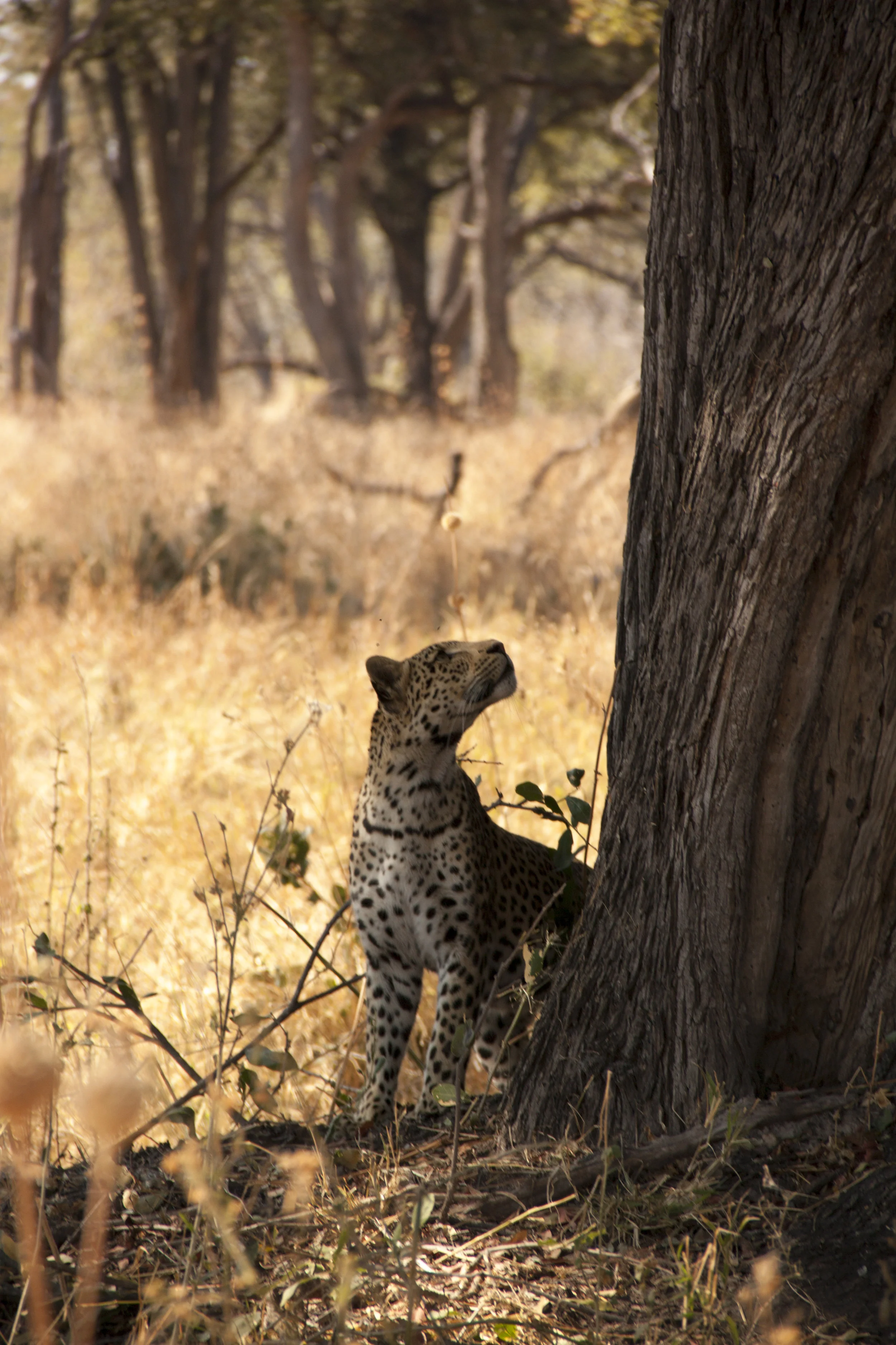 leopard under tree 3.JPG