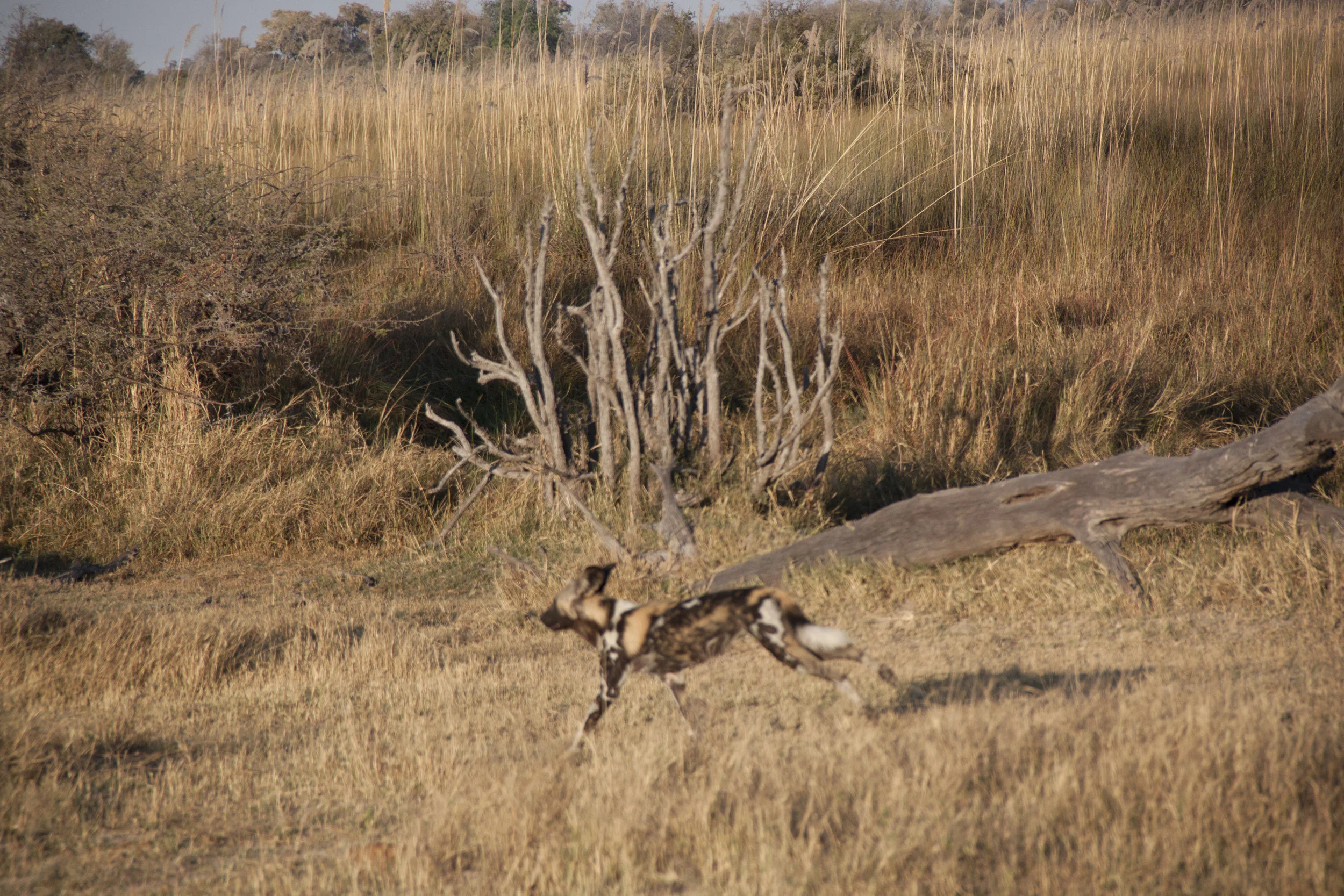 wild dog run 1.JPG