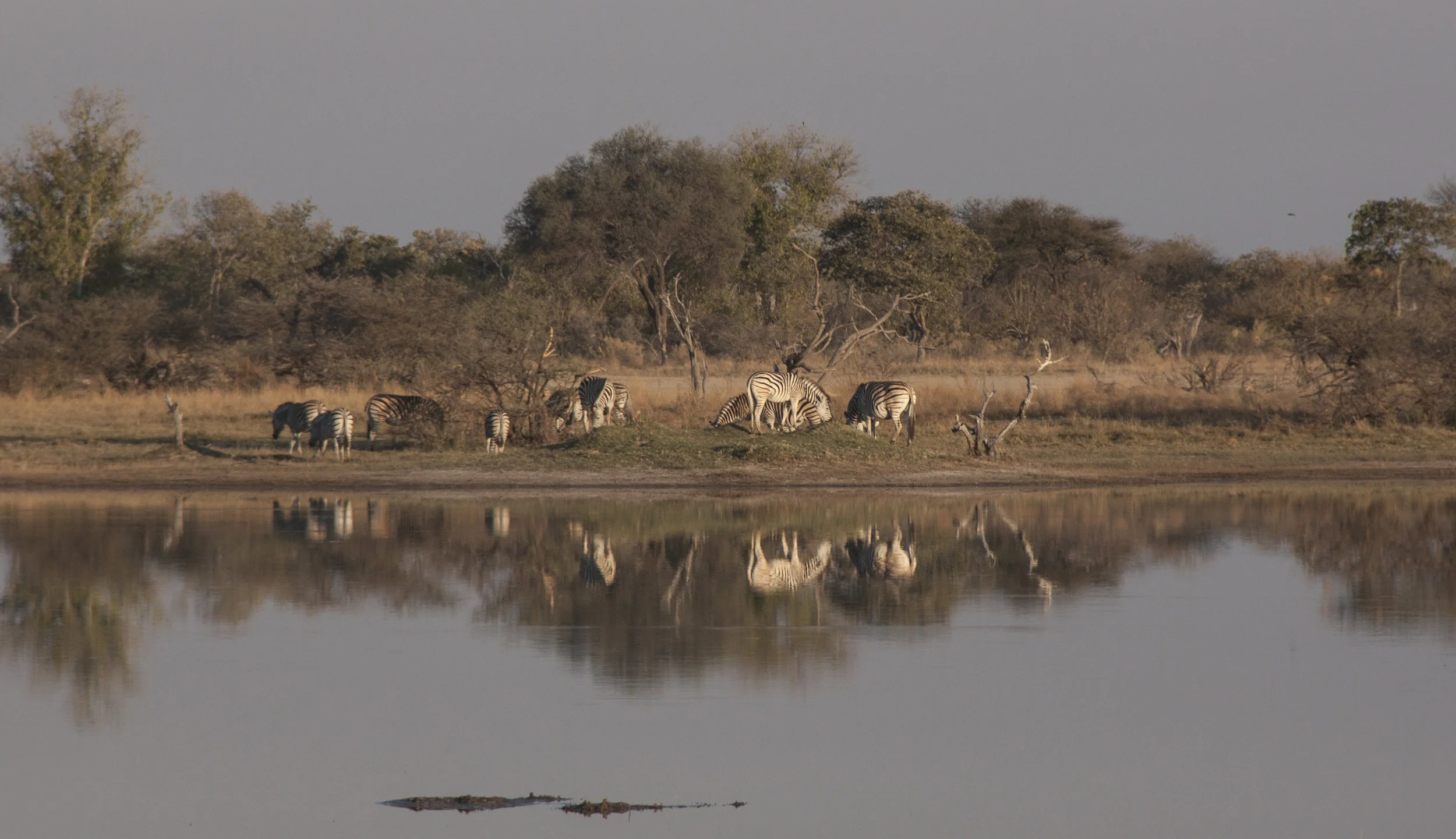 zebra watering hole reflection.JPG