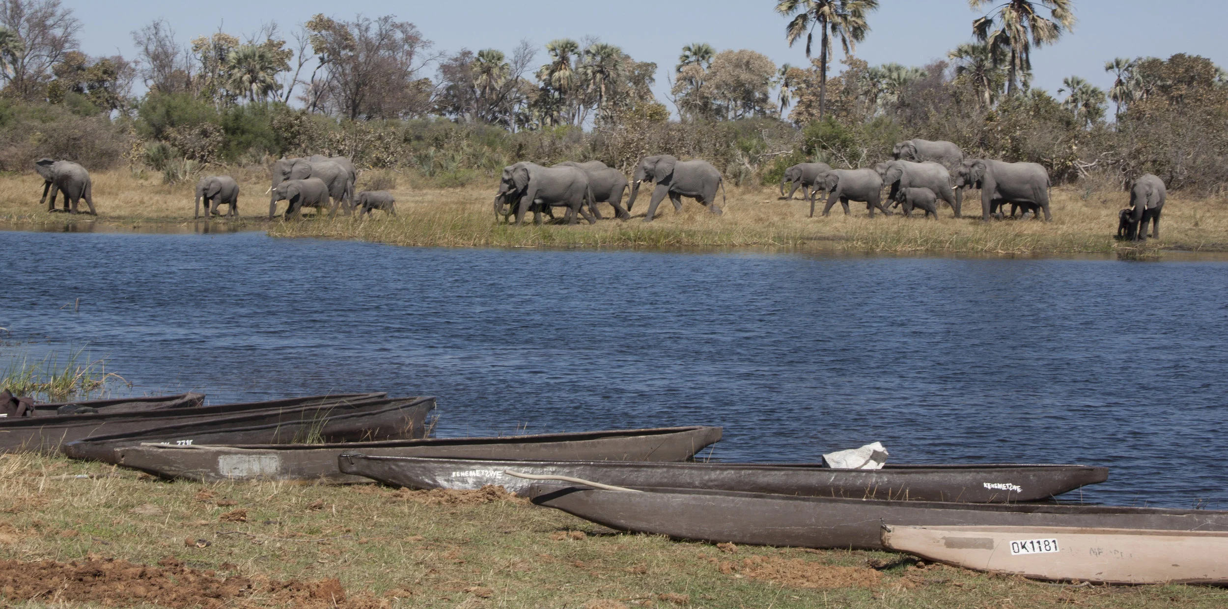 elephants at camp.JPG
