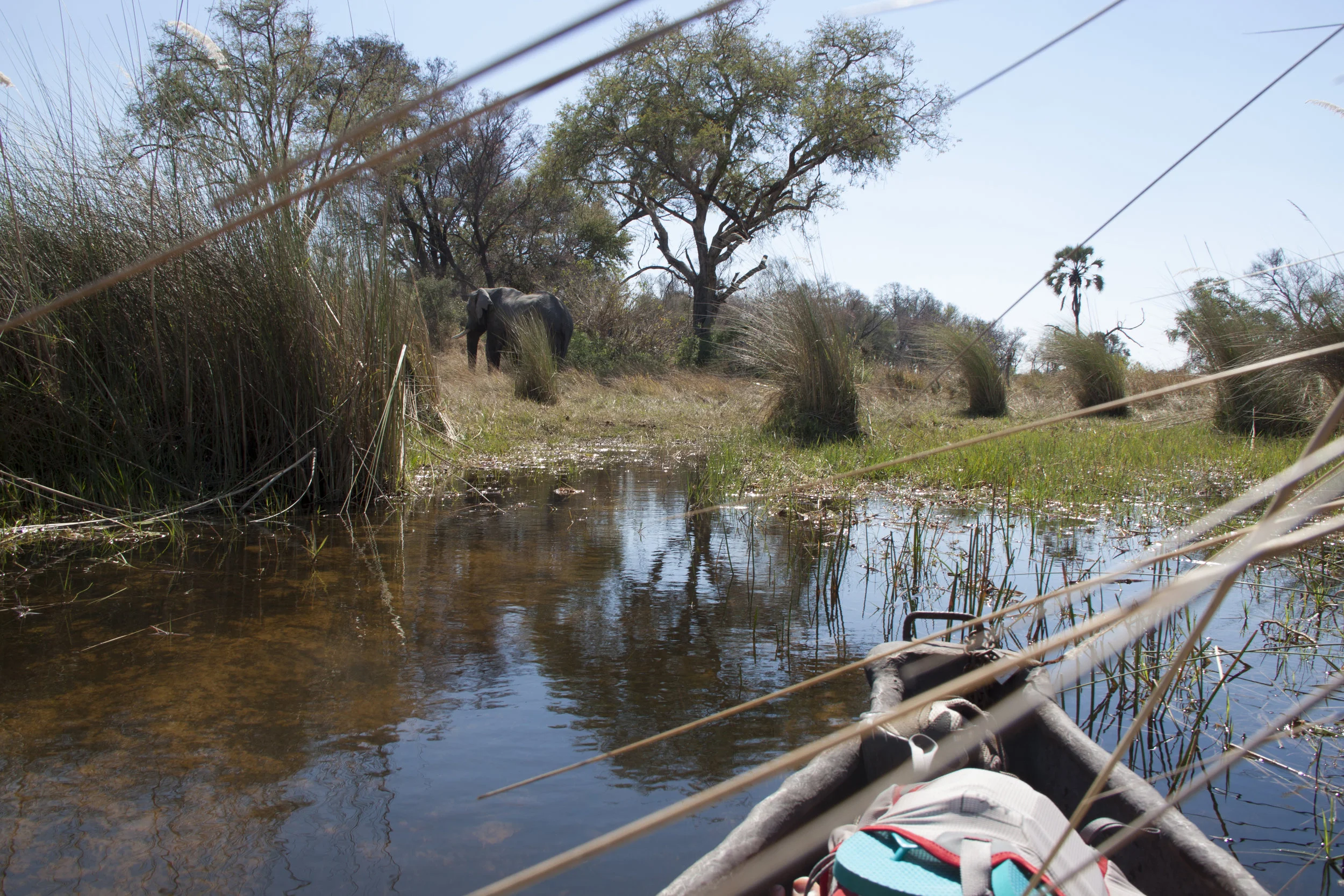 sneaking up on elephant delta.JPG