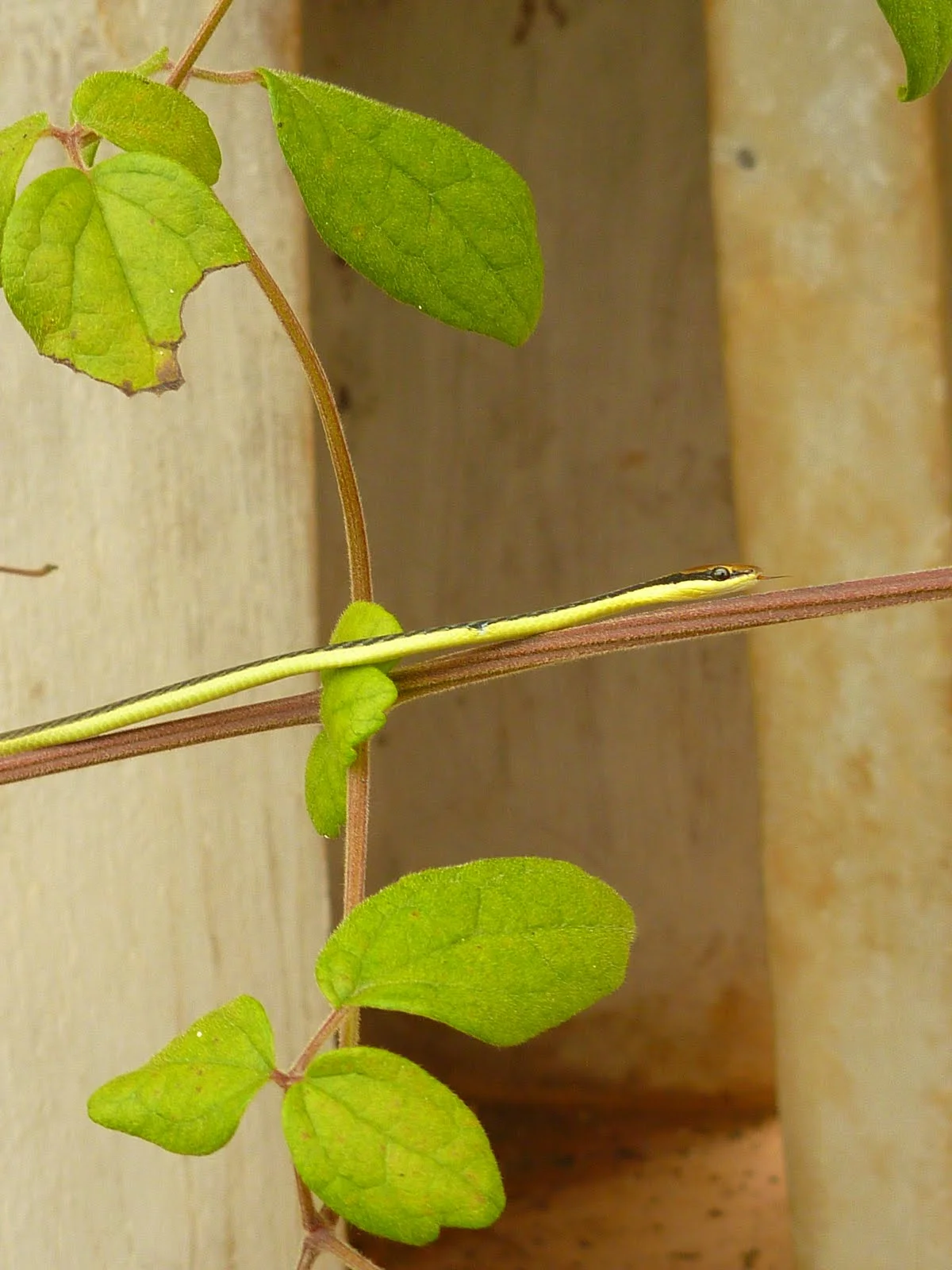 P1100684.JPG