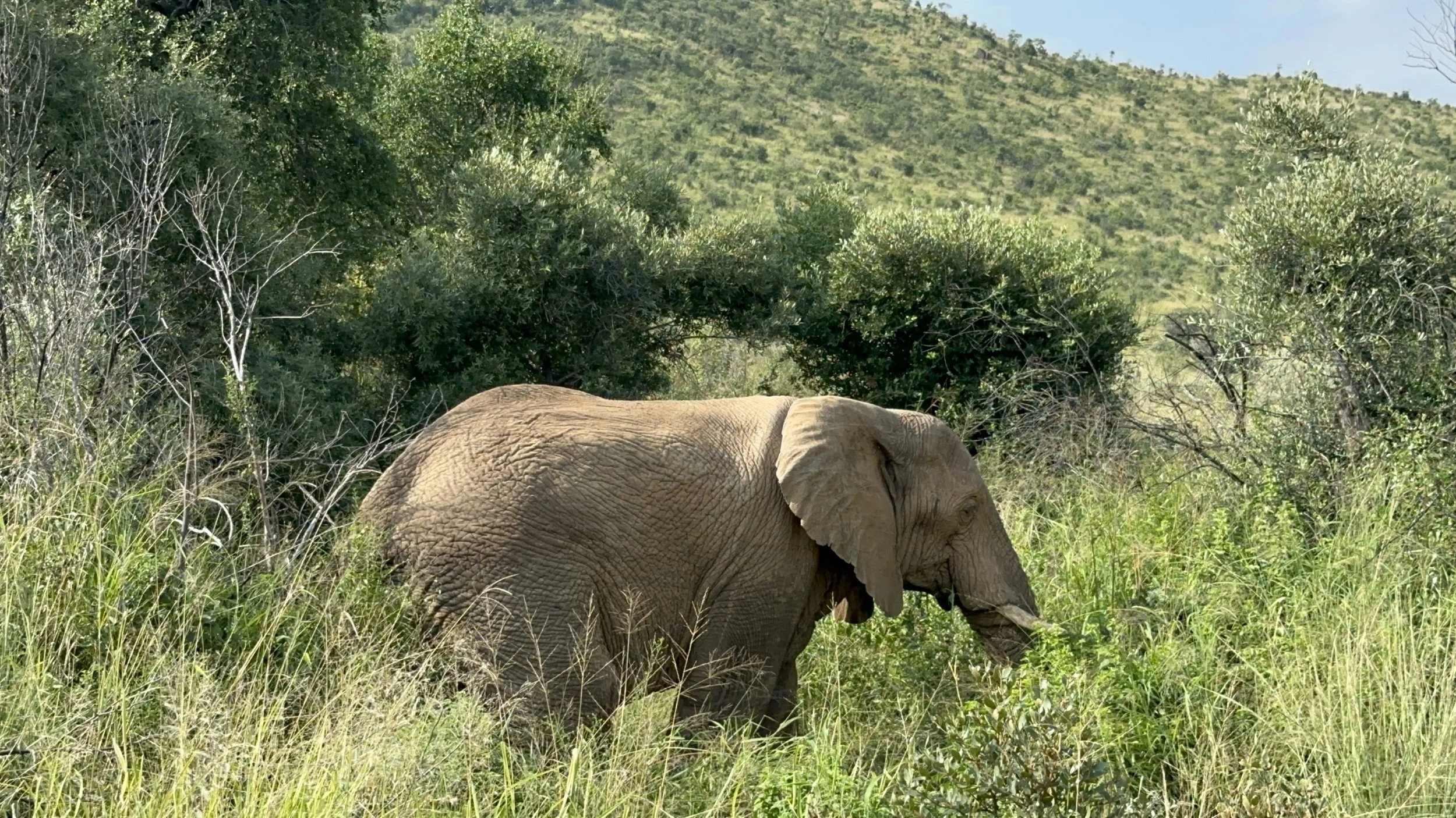 Day 8: Sunrise Safari Magic, Conservation Conversations, and an Elephant-Sized Surprise