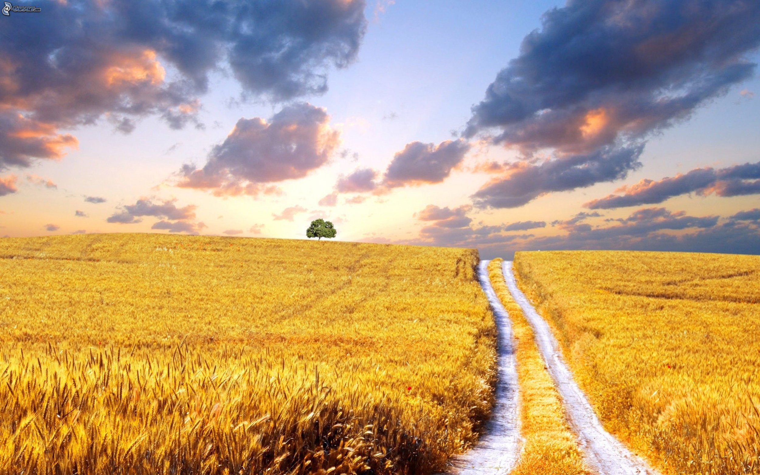 wheat field.jpg