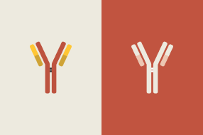 The coronavirus antibodies explainer