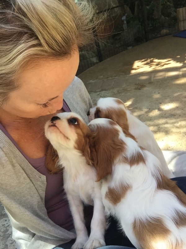 KCCs are wonderful for visiting elderly people who don’t have visitors, and kids, they love to be pet (and kissed!)
