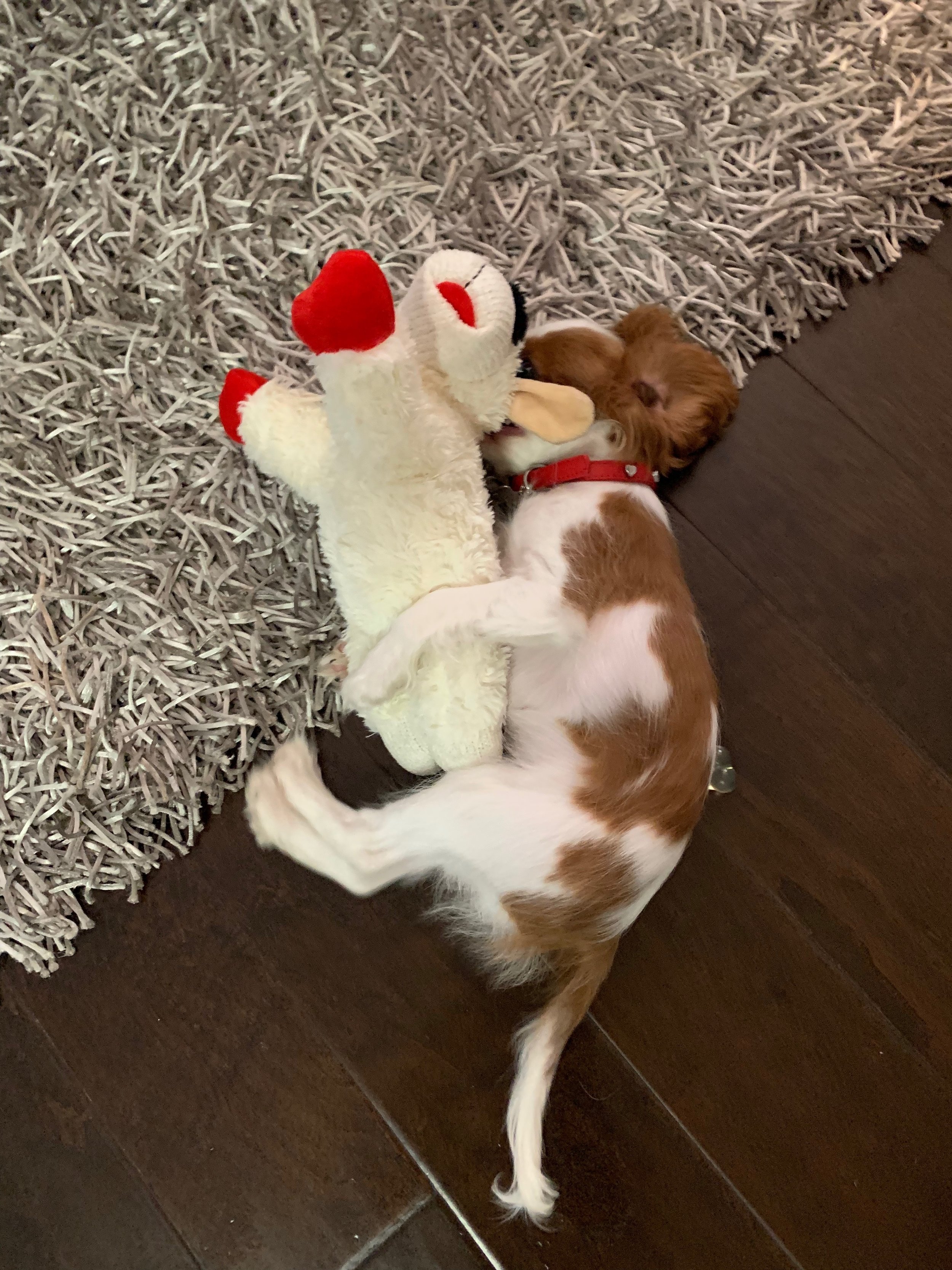 lamby. Used in OUr home As A RARE Treat. a gift from CArDIFF CAPO - the Dog We Tested the Waters Dog Sitting. Great little guy.