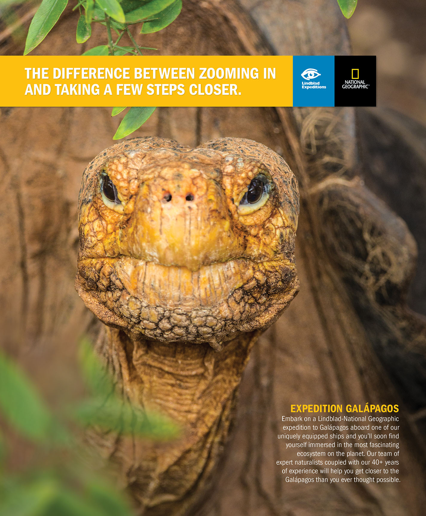 LEX_GALA_TORTOISE_ZACH.jpg