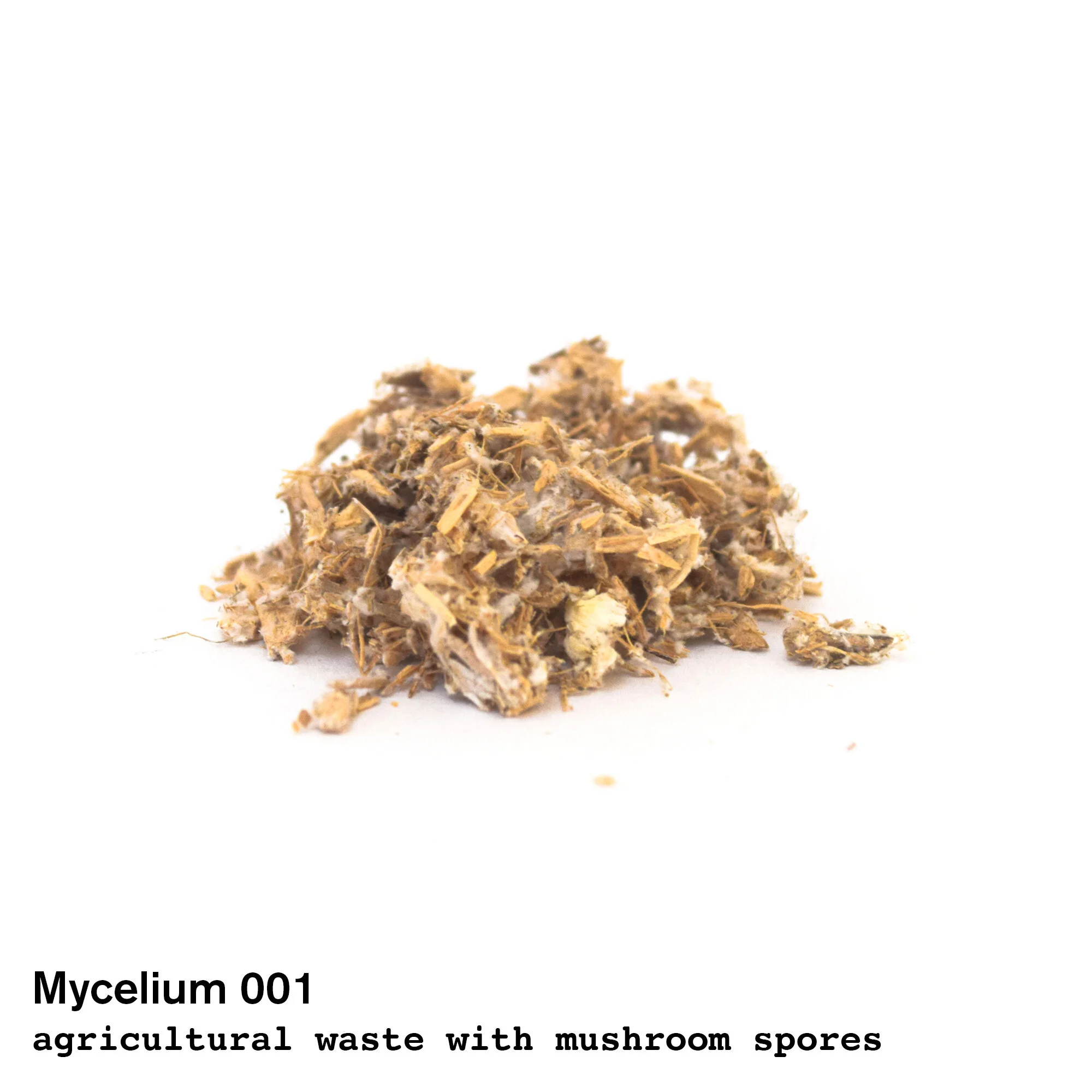 mycelium001.jpg