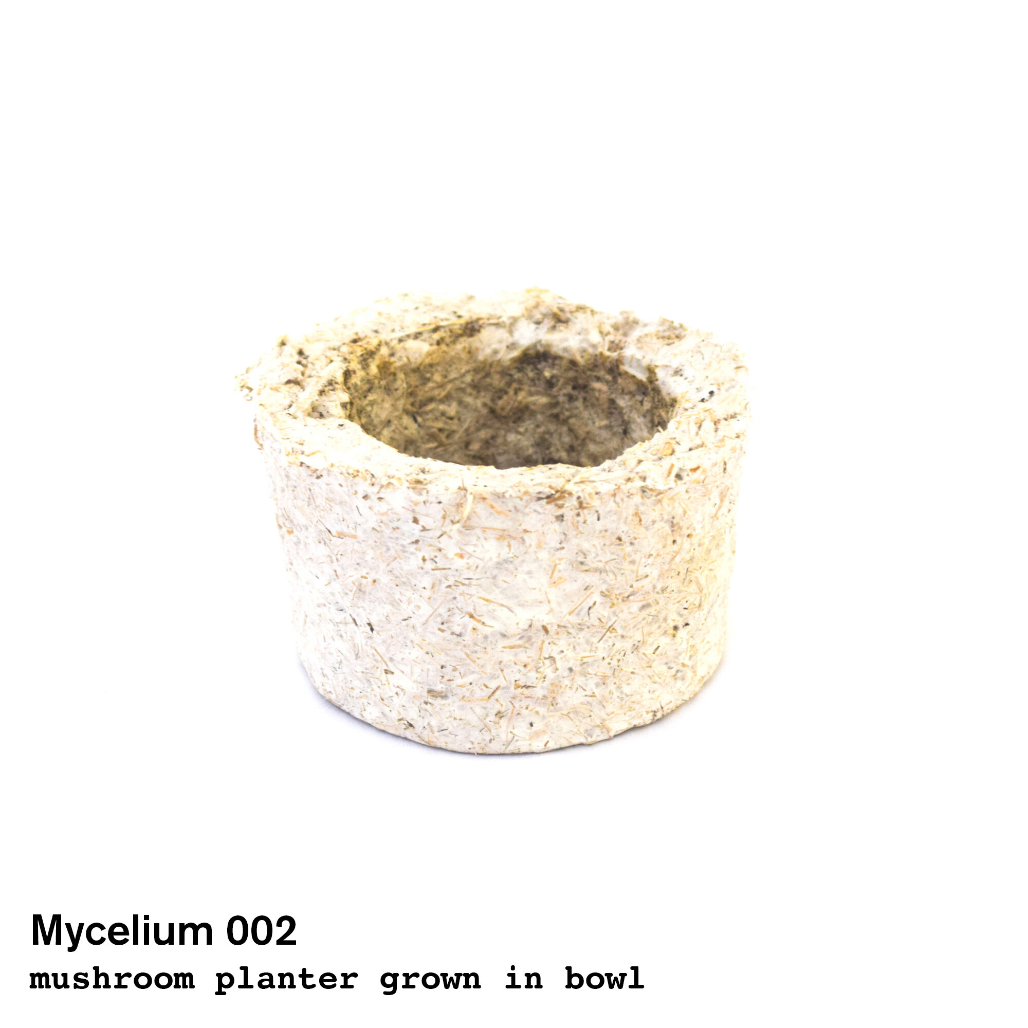 mycelium002.jpg