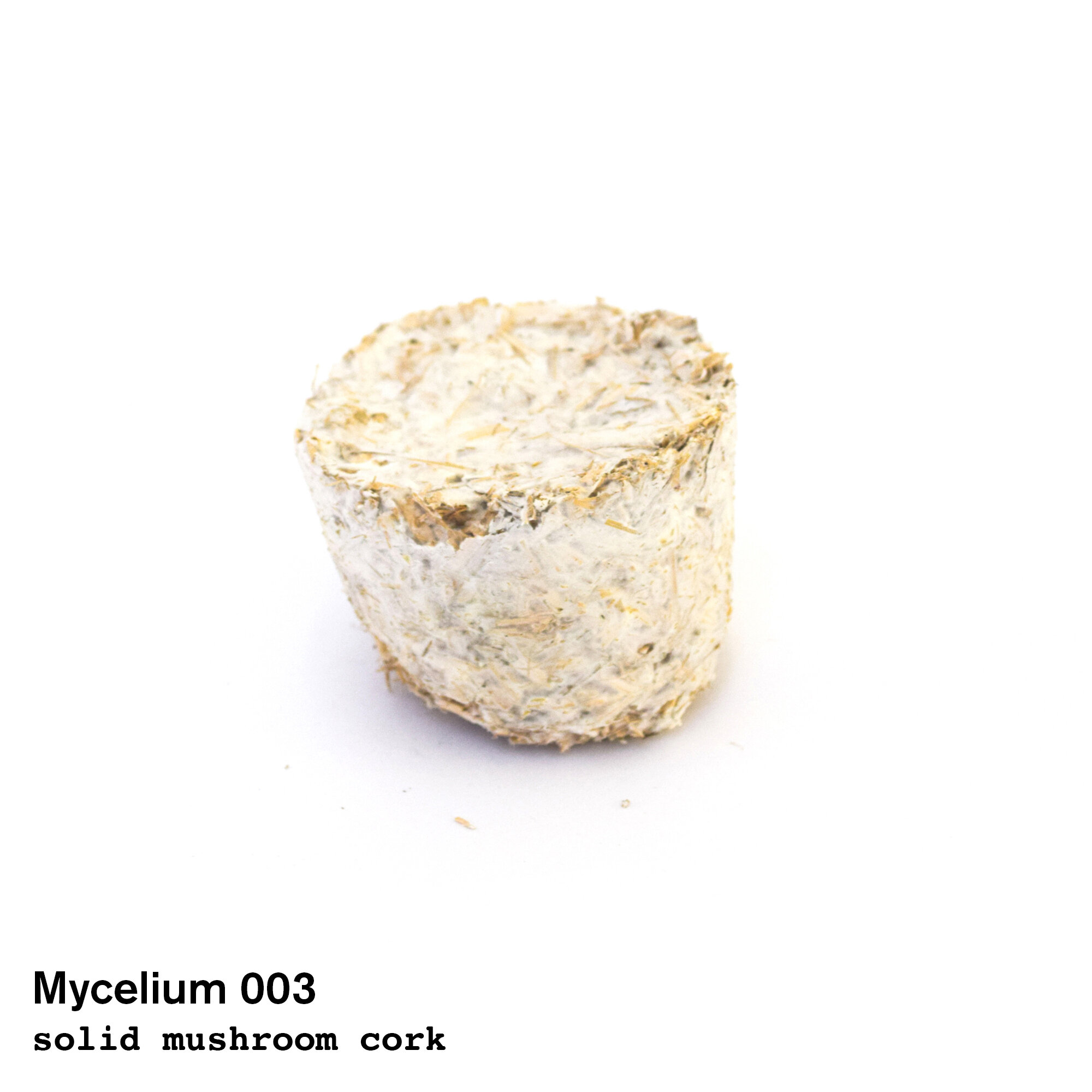 mycelium003.jpg