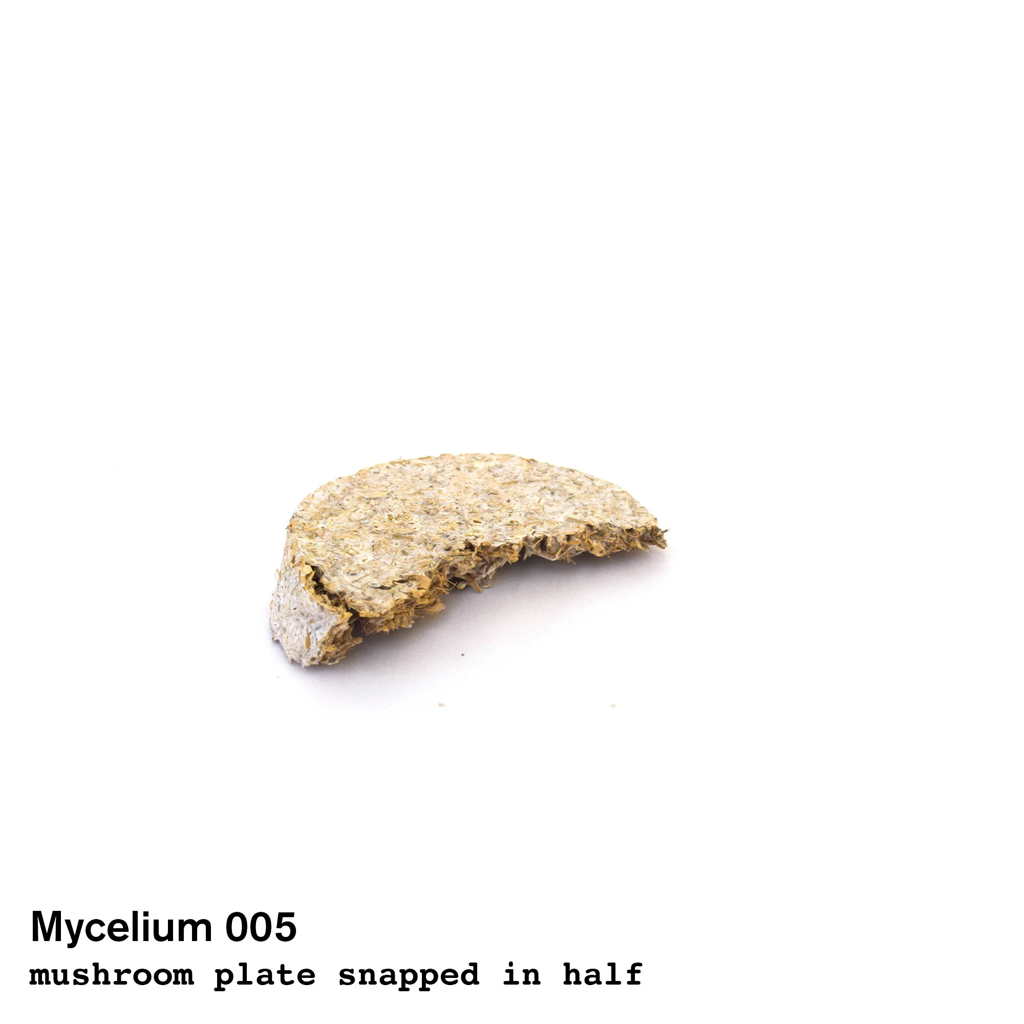 mushroom005.jpg