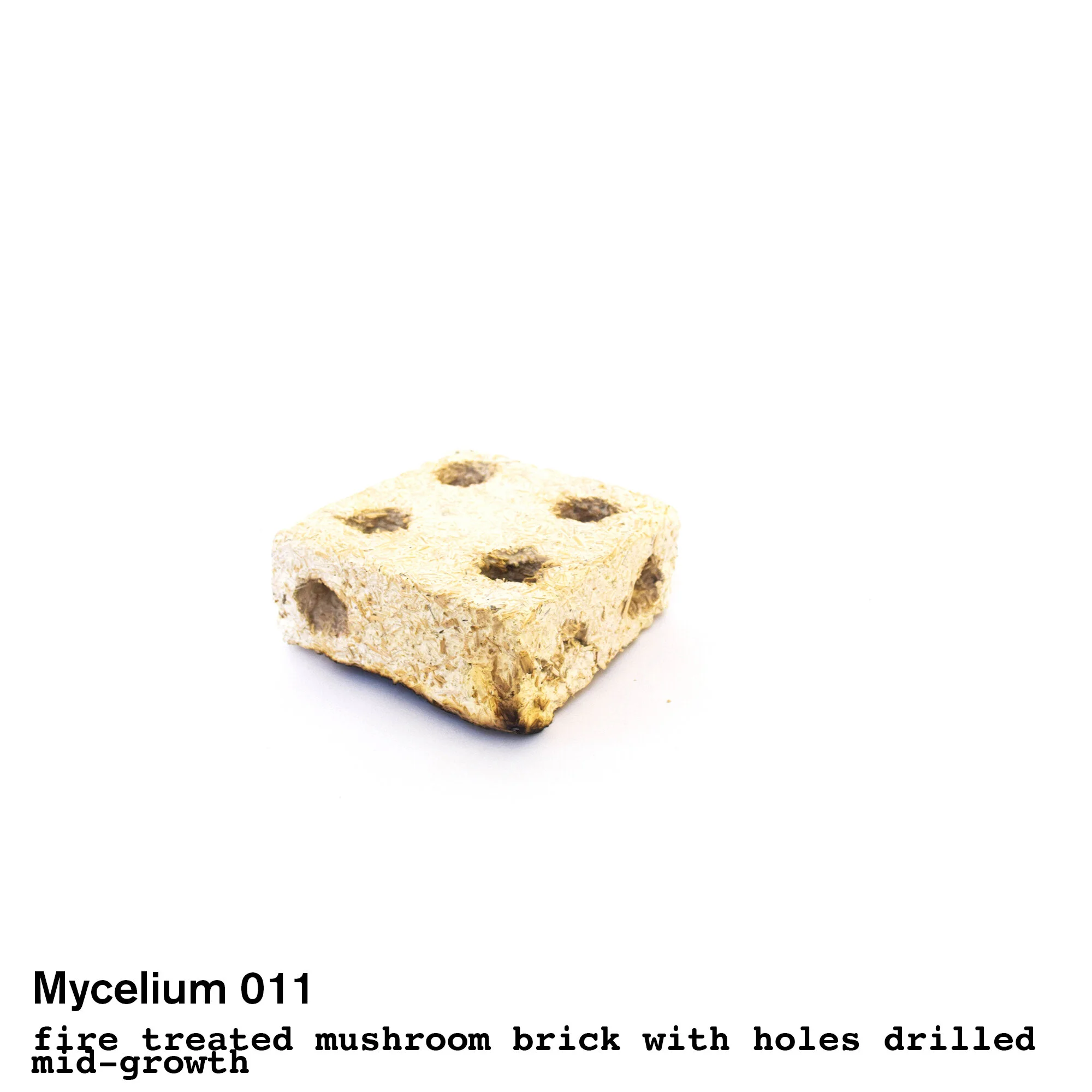 mushroom11.jpg