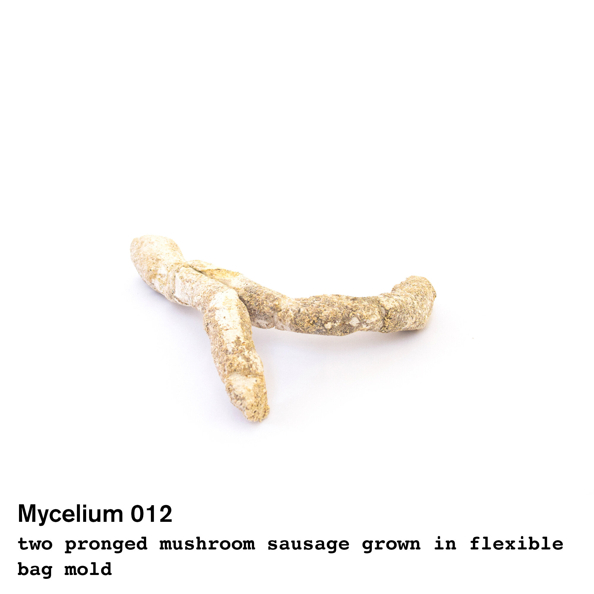 mushroom012.jpg