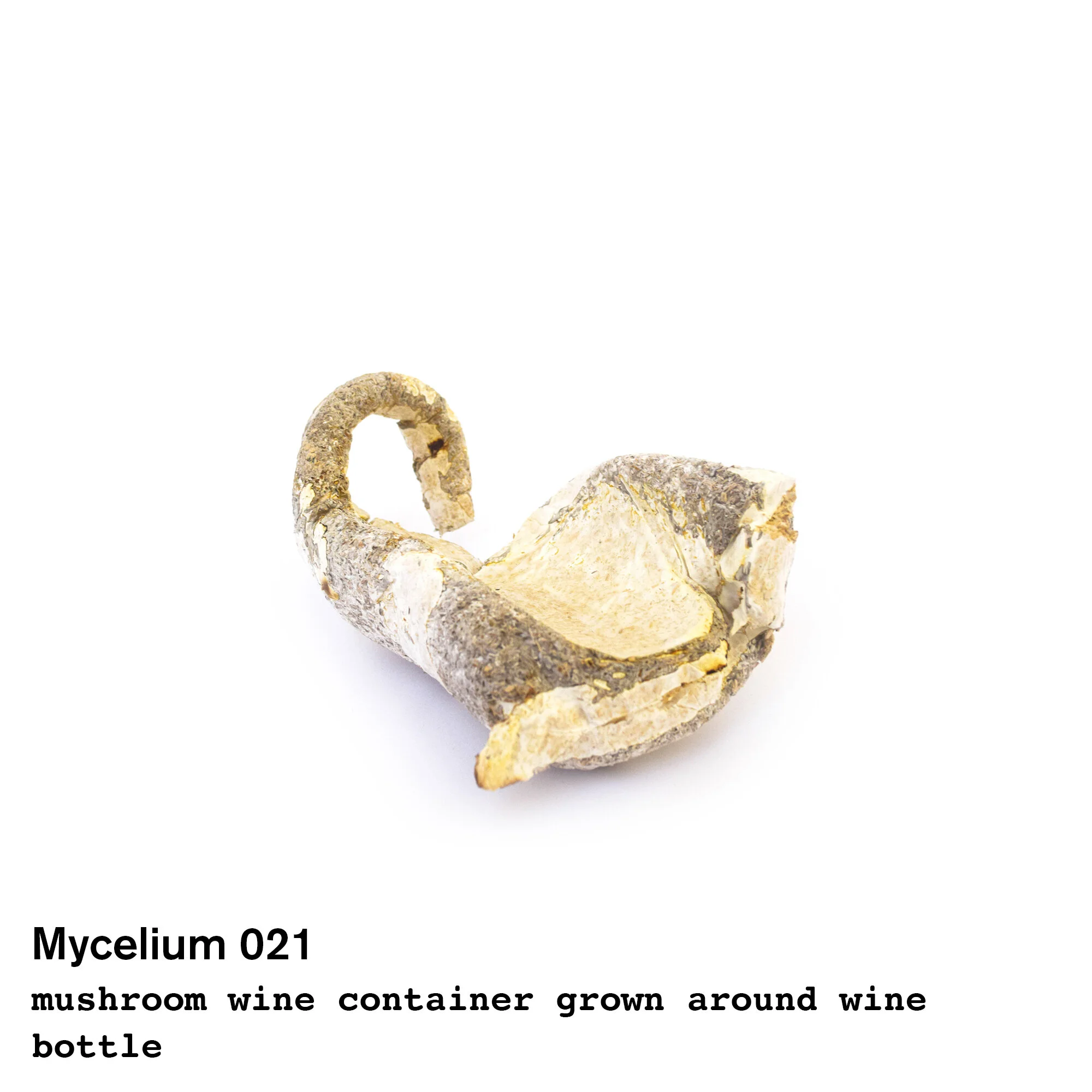 mushroom21.jpg