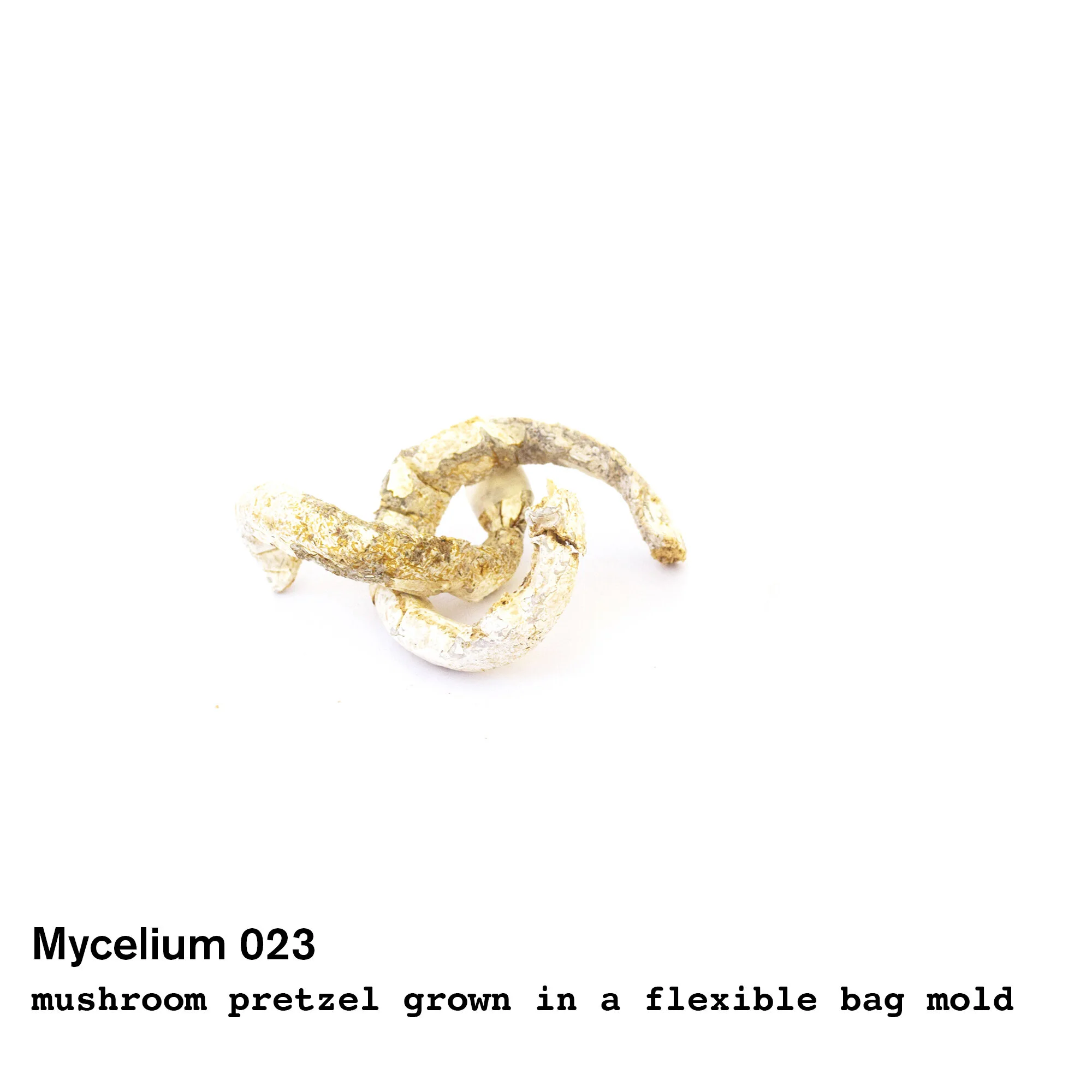 mushroom23.jpg