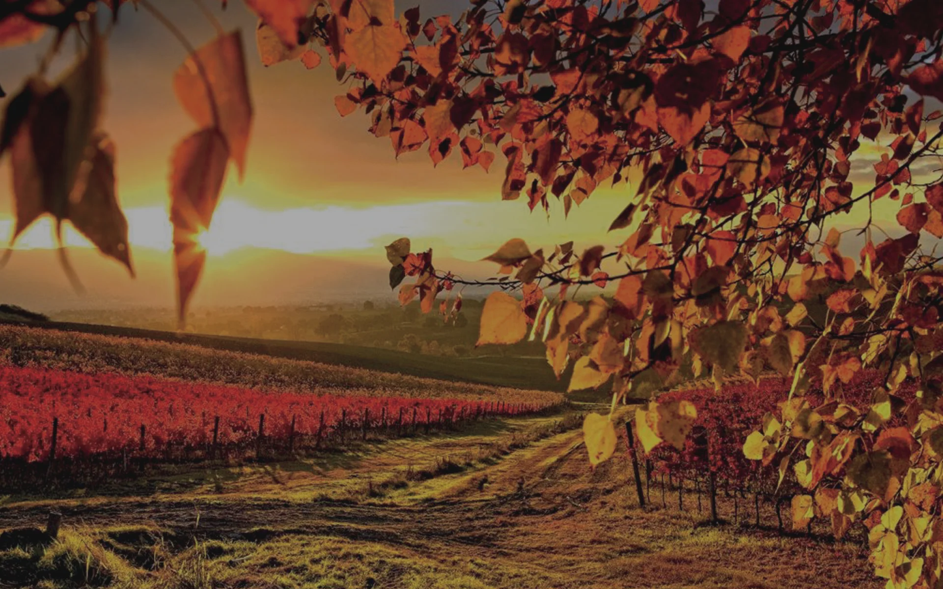Bioma_Header_Viticulture.jpg