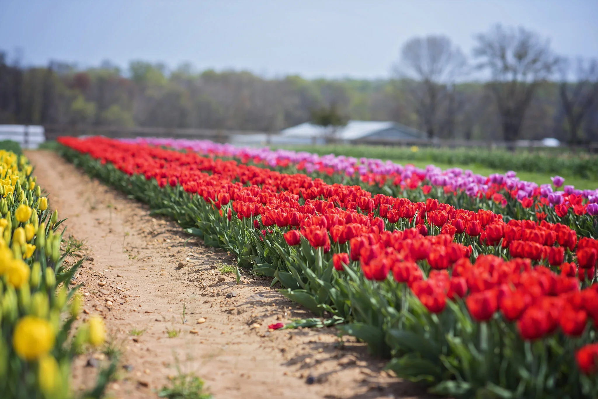 Tulip field in full bloom in New Jersey — location for Fotoplicity spring mini sessions