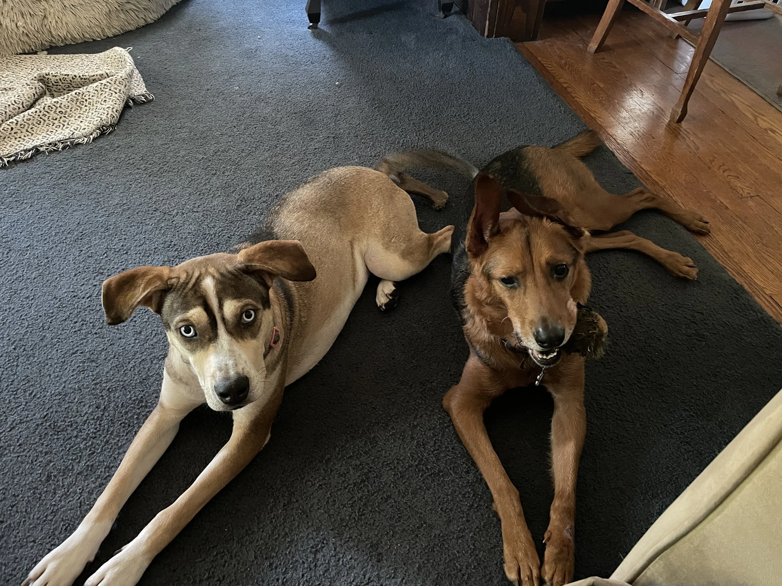 The Pet Products I Reorder Without Thinking (5 Rescues, Zero Regrets)
