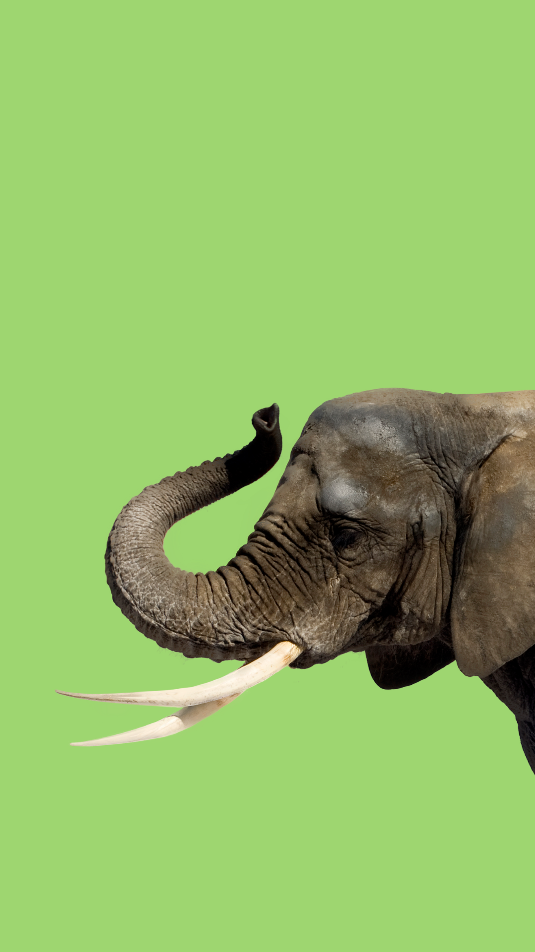 Elephant in the room.png