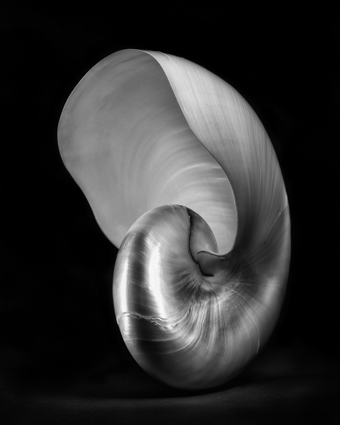 AnsgarValbo_Nautilus skjell_web.jpg