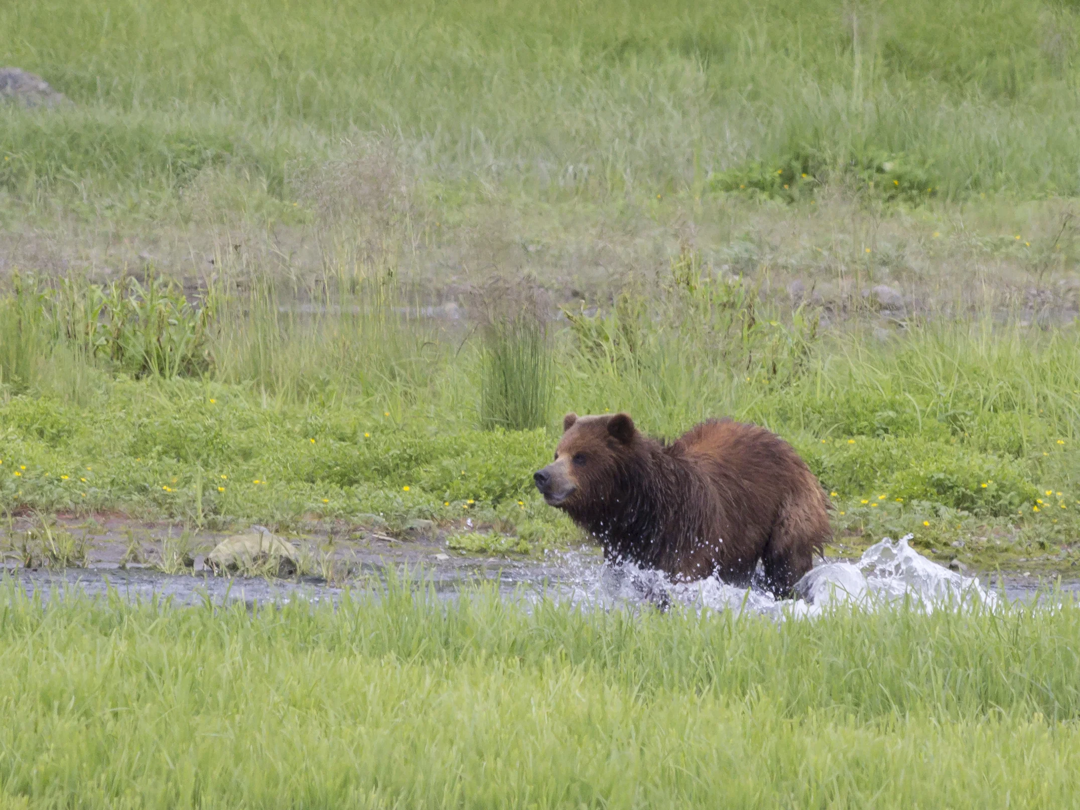 Brown bear running at Pack Creek, AK