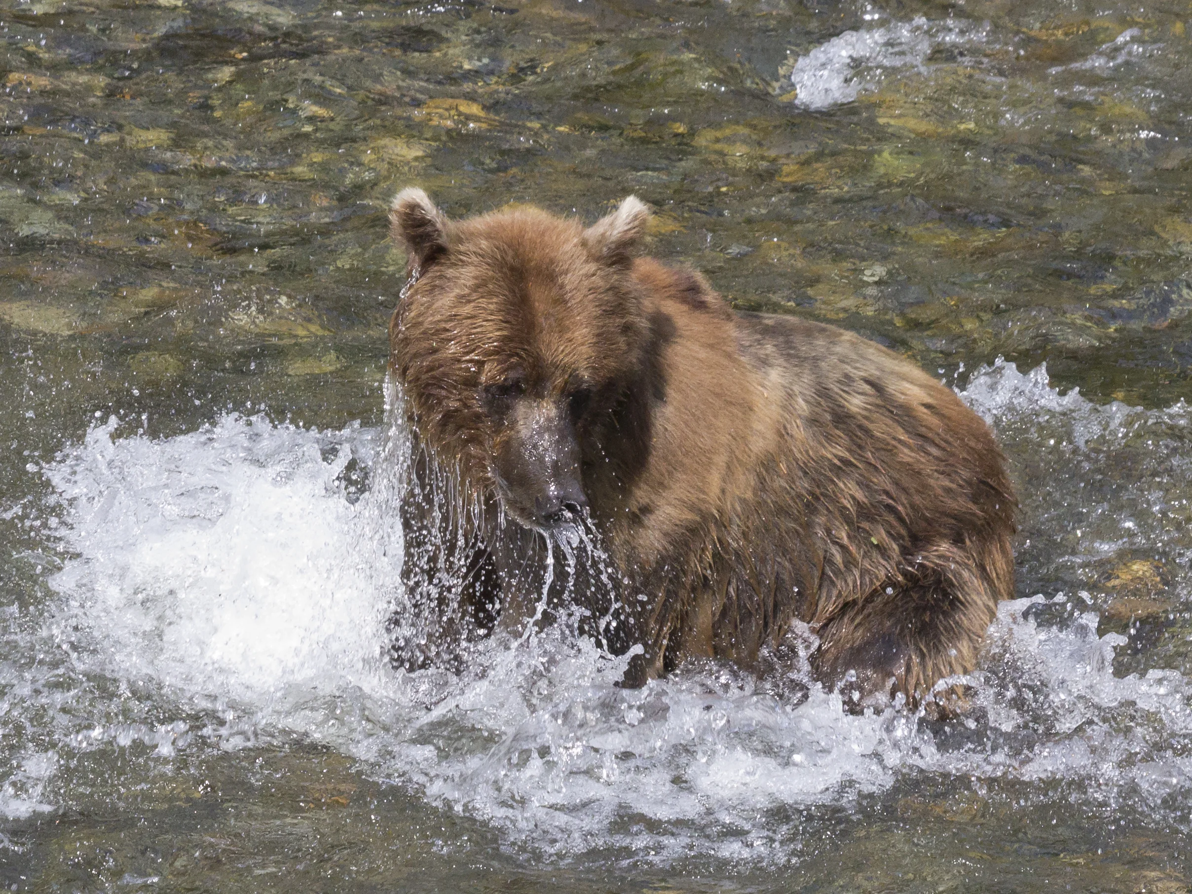 Brown bear fishing at Pack Creek, AK