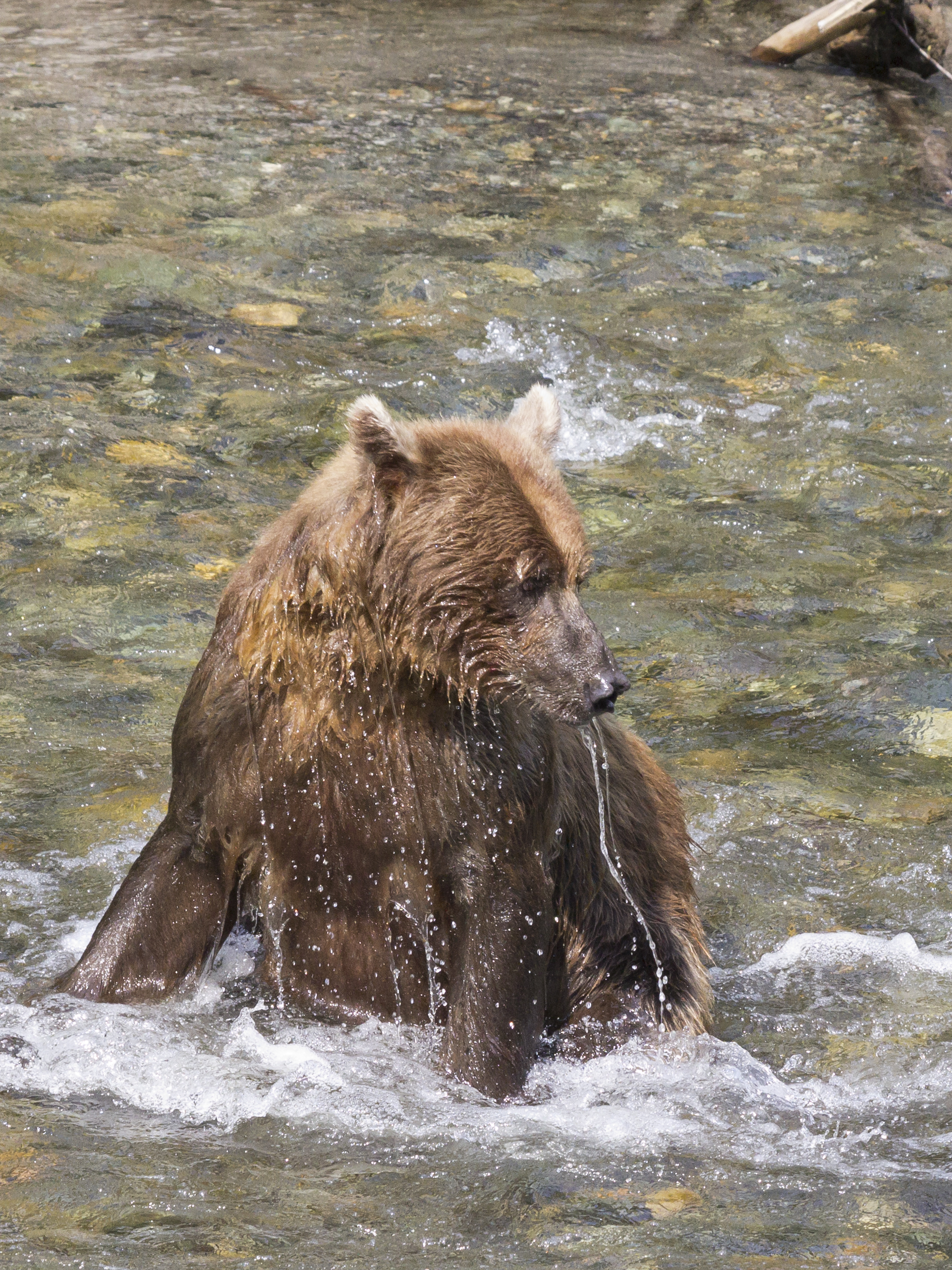 Brown bear fishing at Pack Creek, AK