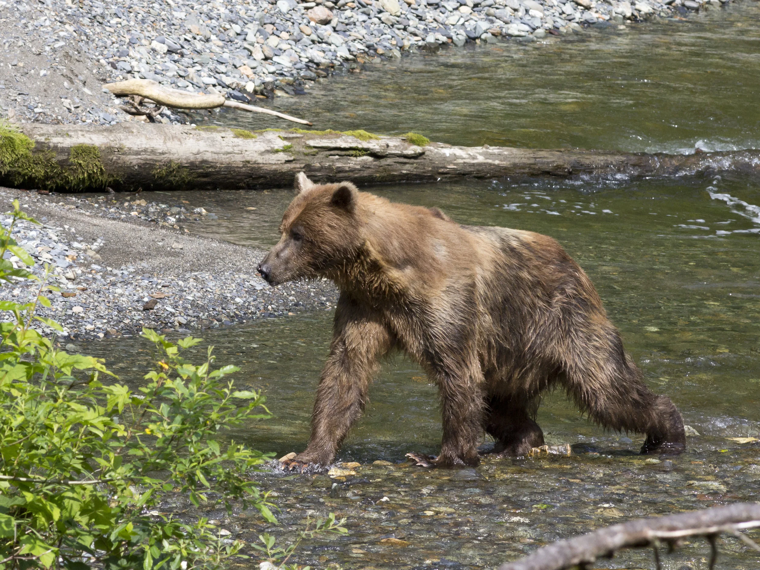 Brown bear at Pack Creek, AK