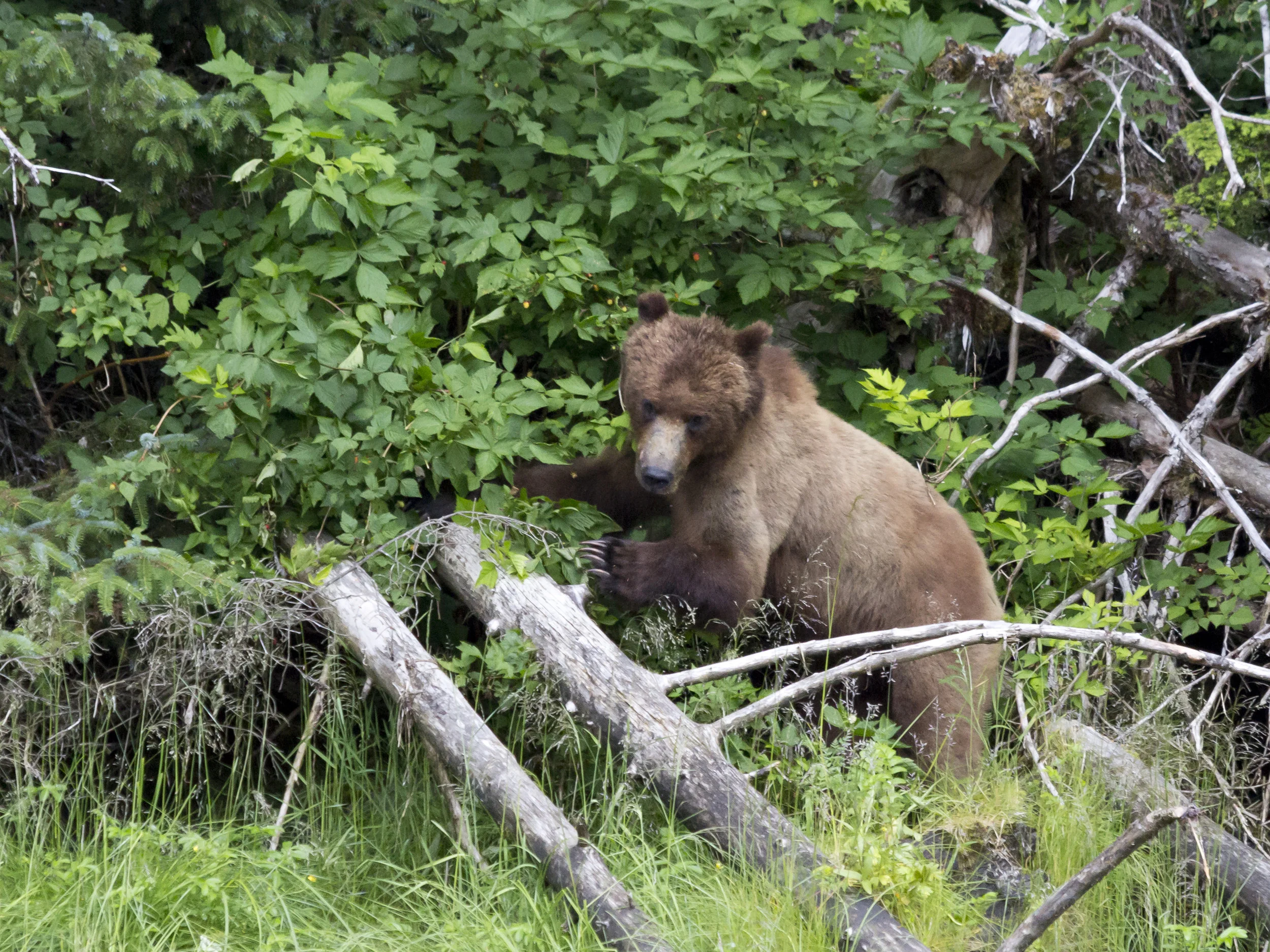 Brown bear foraging at Red Bluff Bay, AK