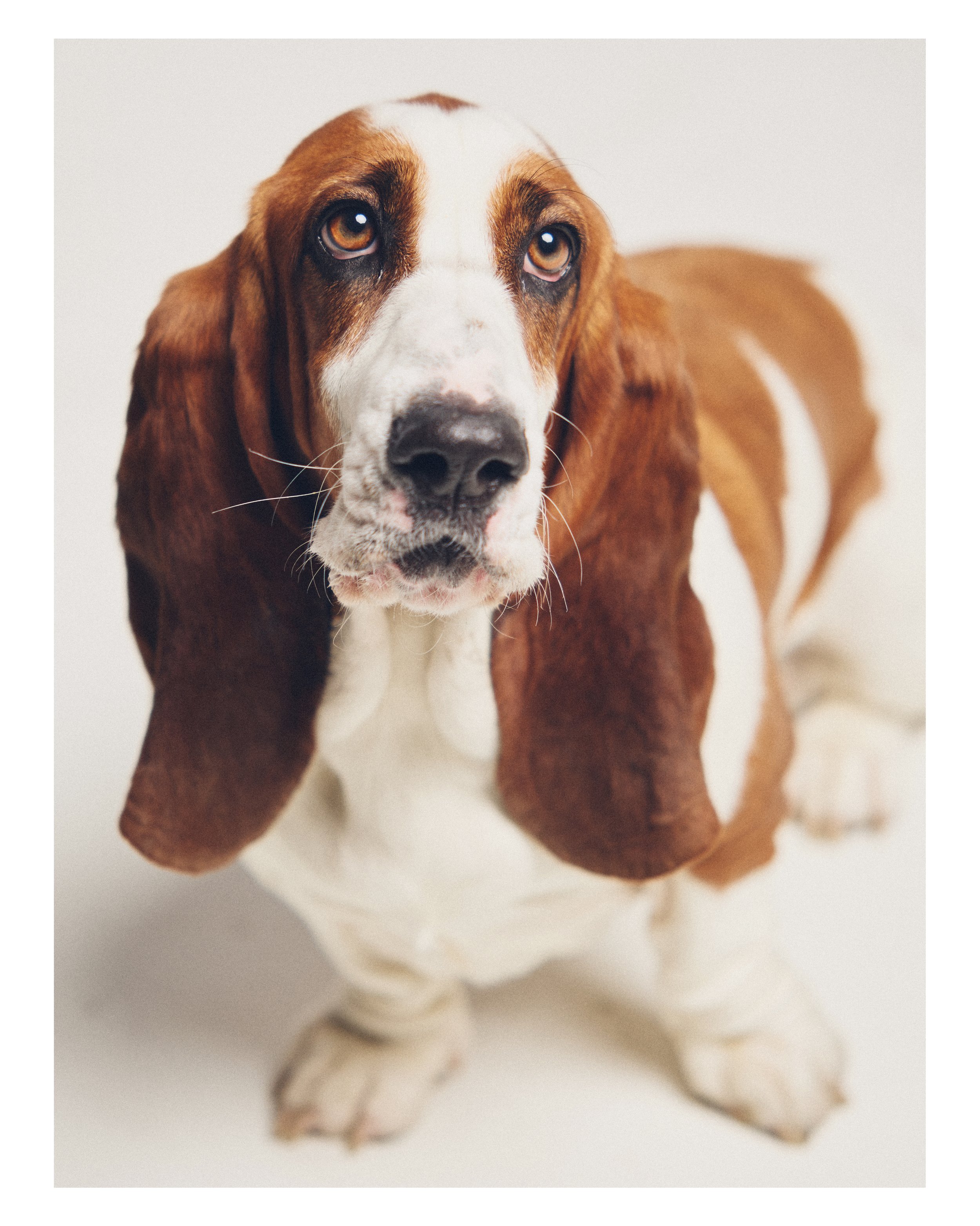 Dog_01.JPG