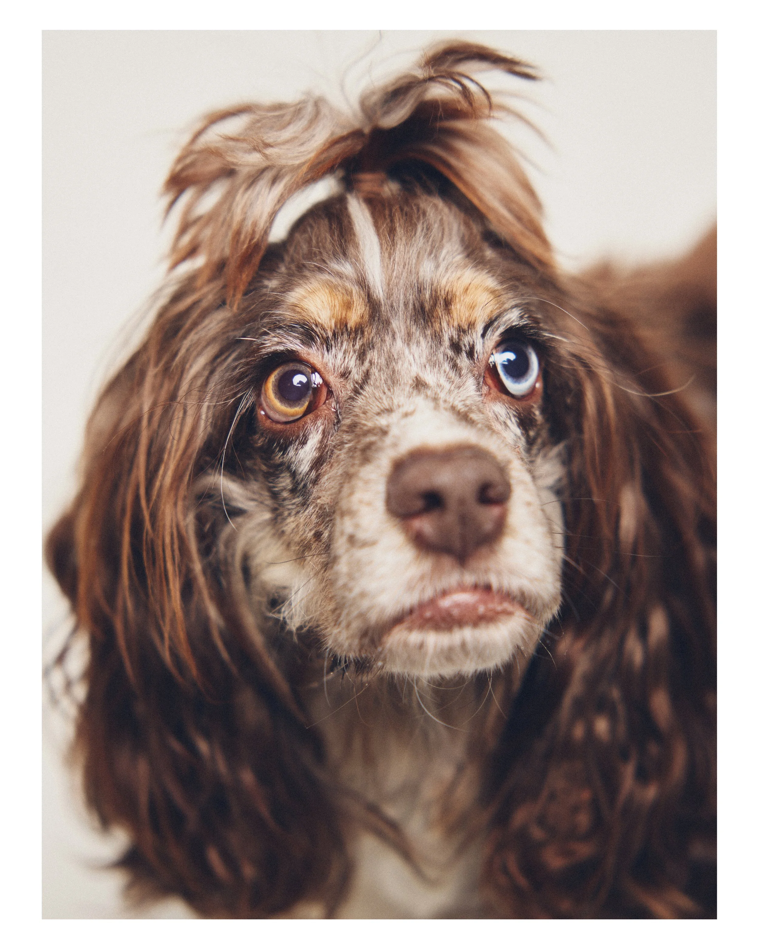 Dog_02.JPG