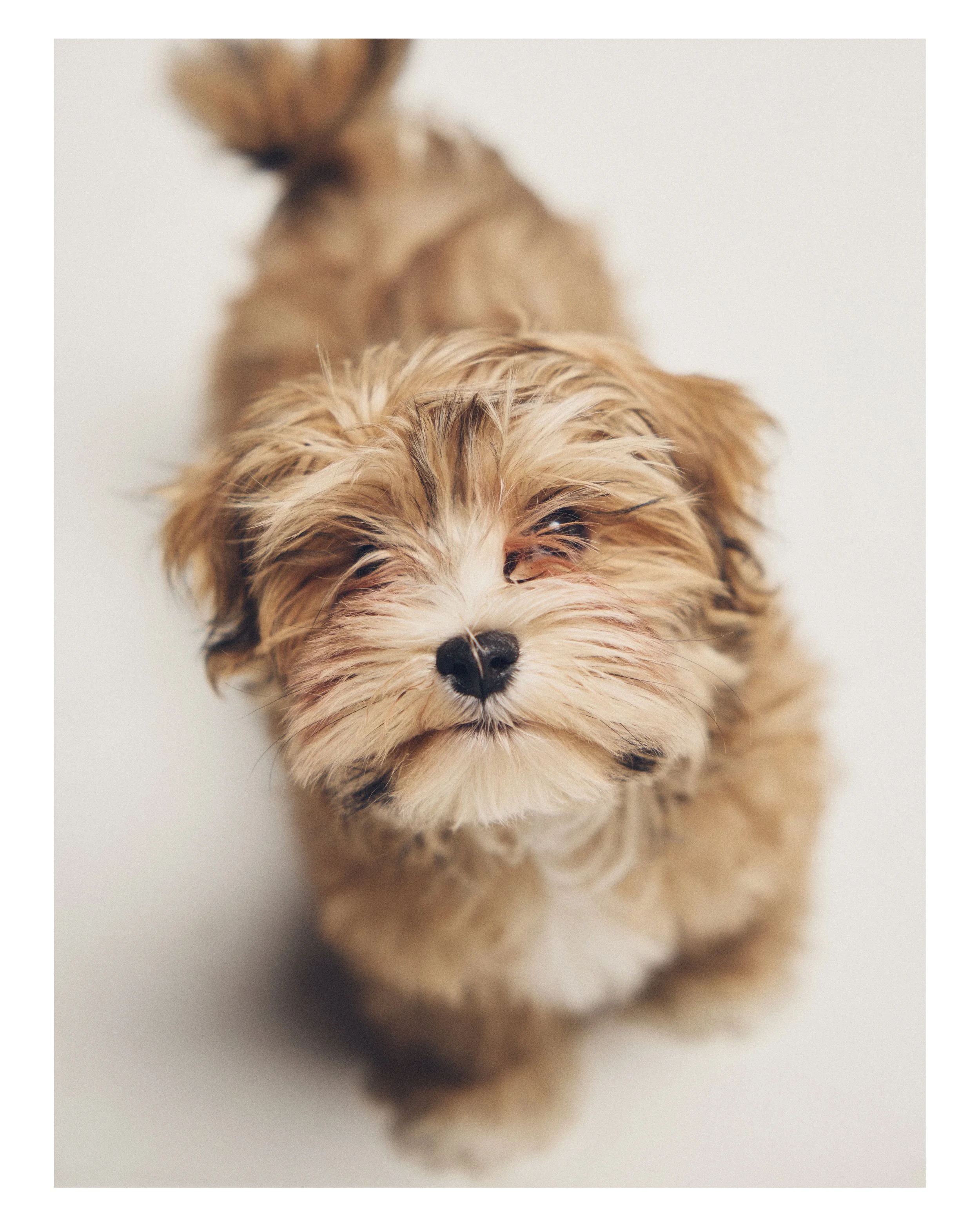 Dog_03.JPG