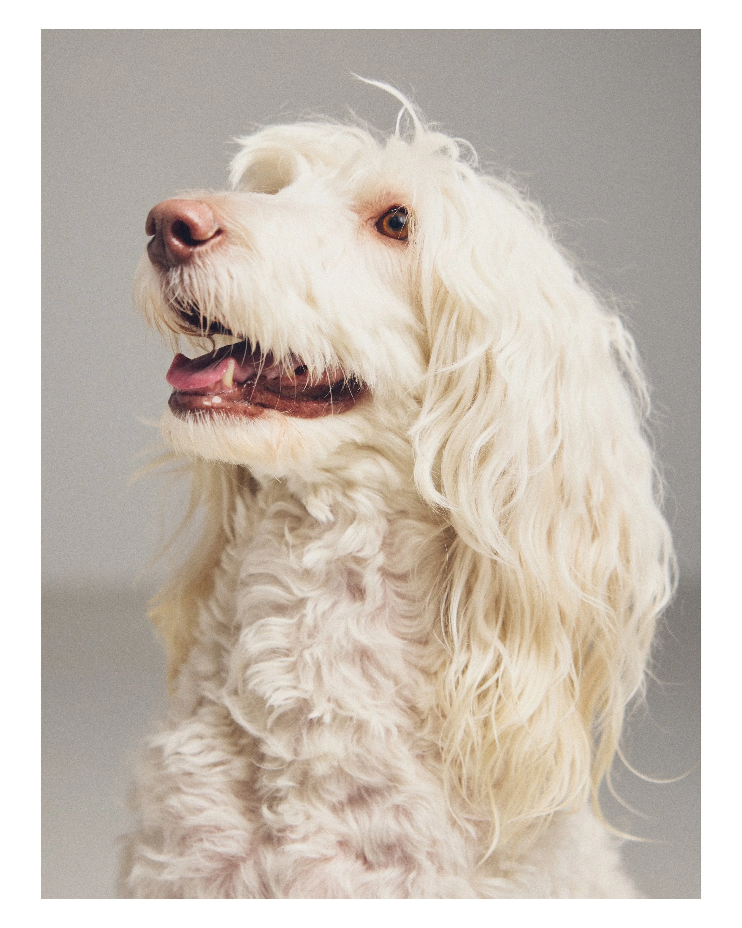 Dog_04.JPG