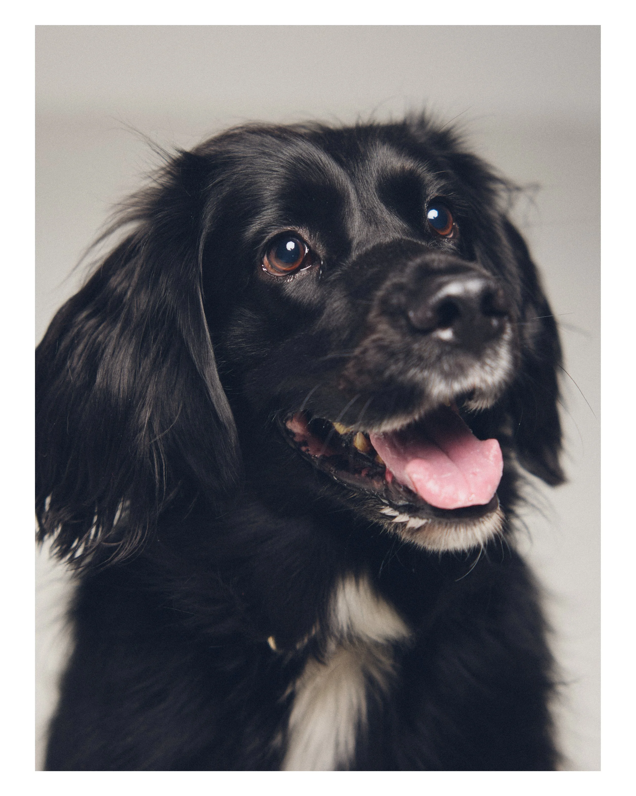 Dog_05.JPG