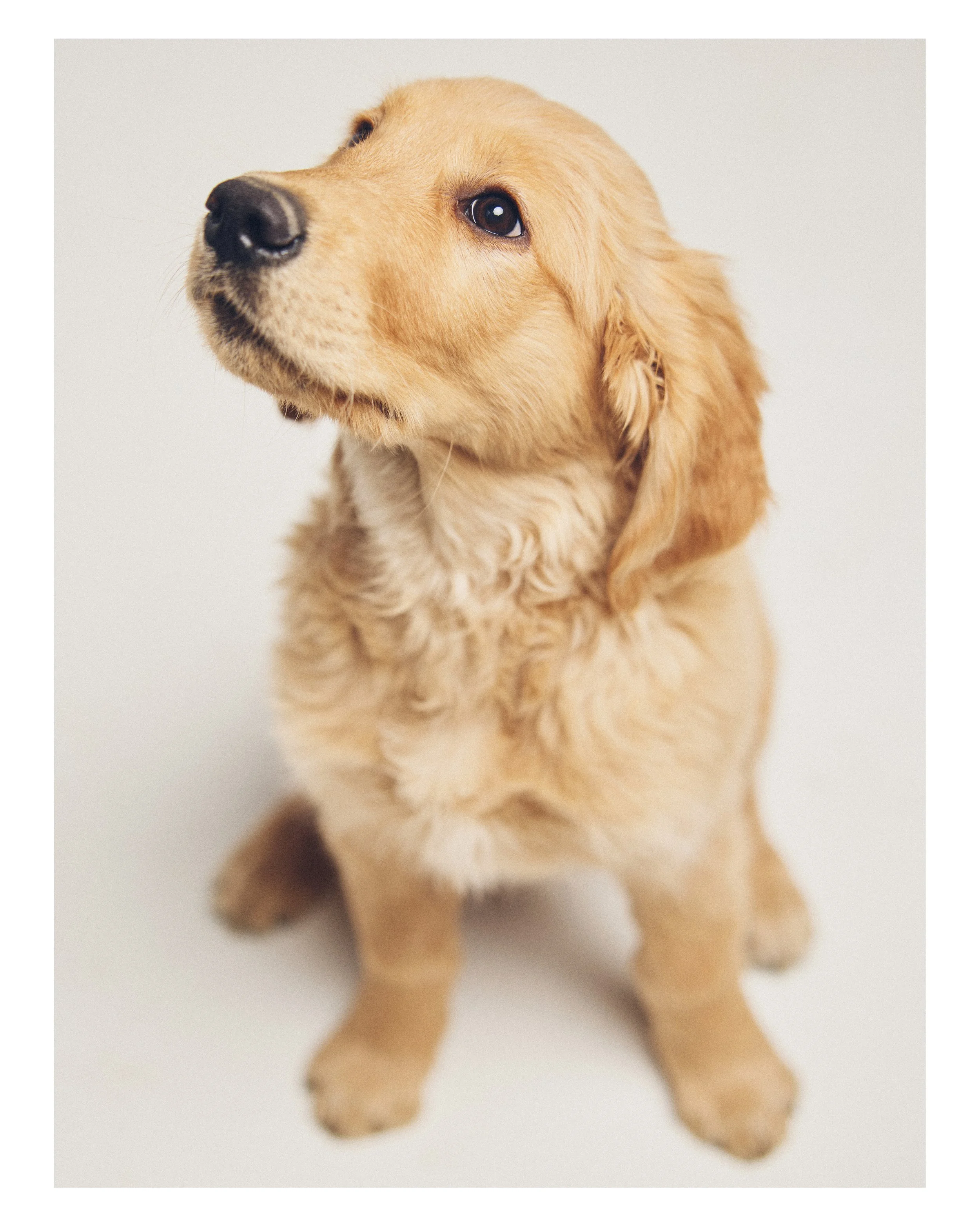 Dog_06.JPG