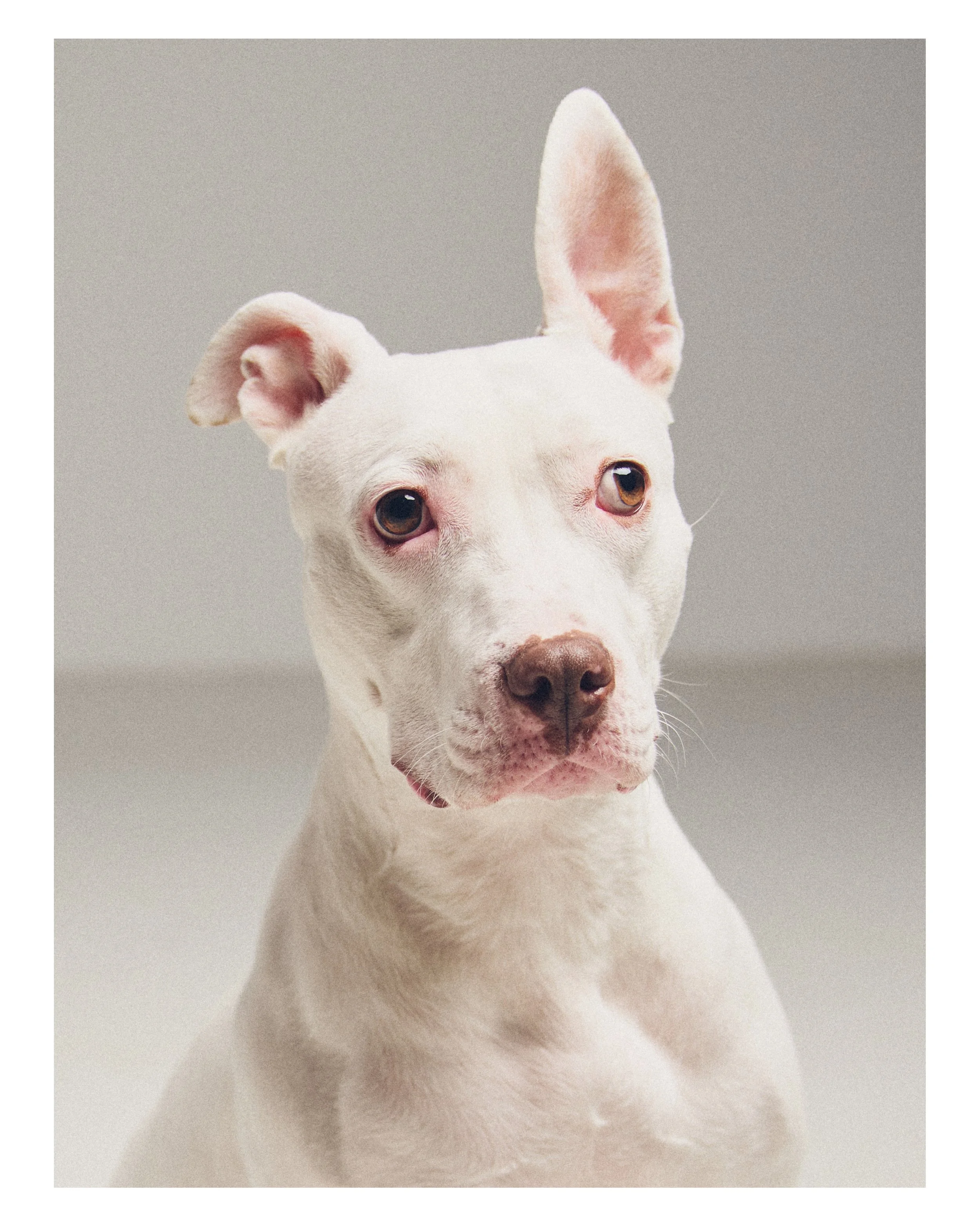 Dog_07.JPG
