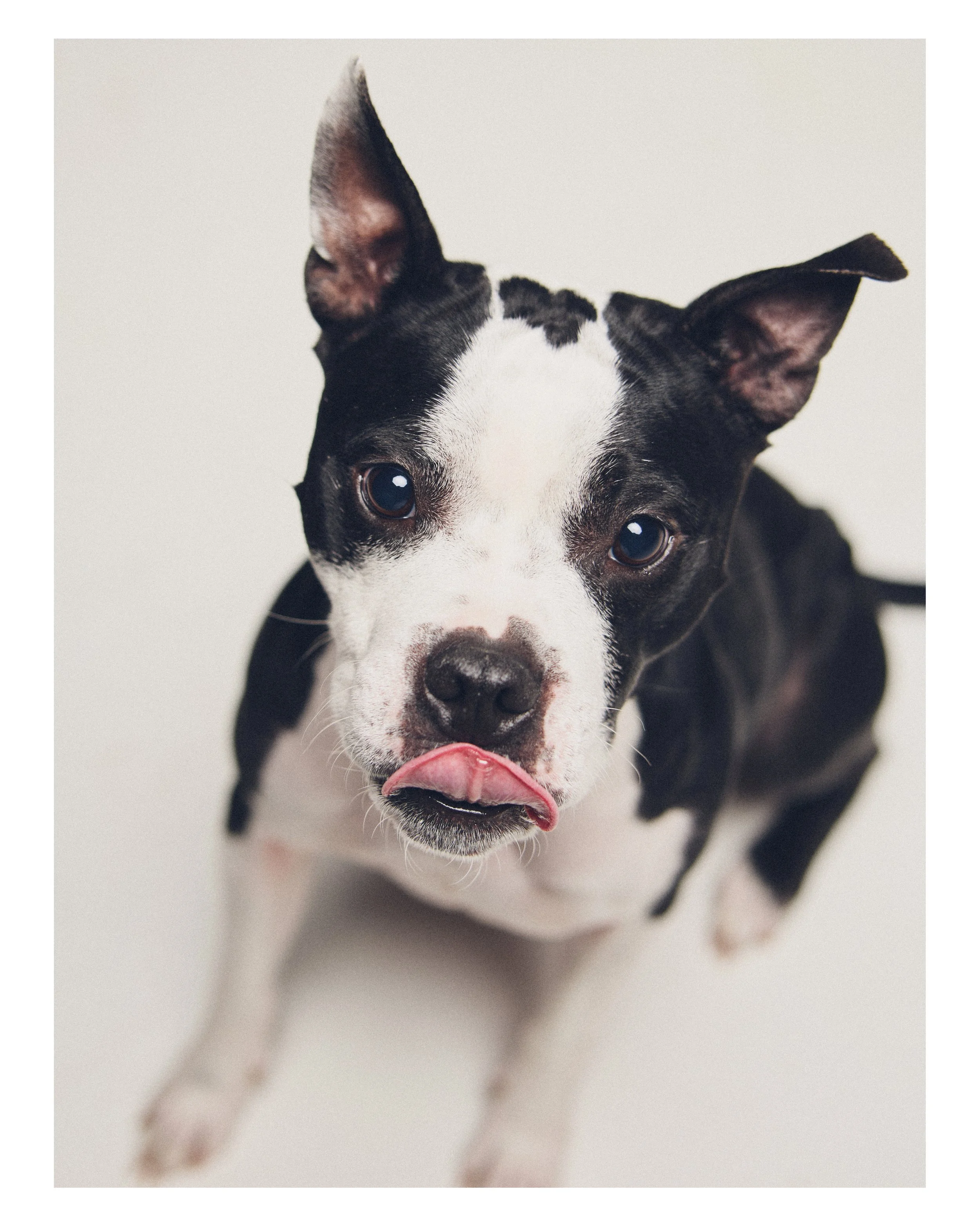 Dog_08.JPG