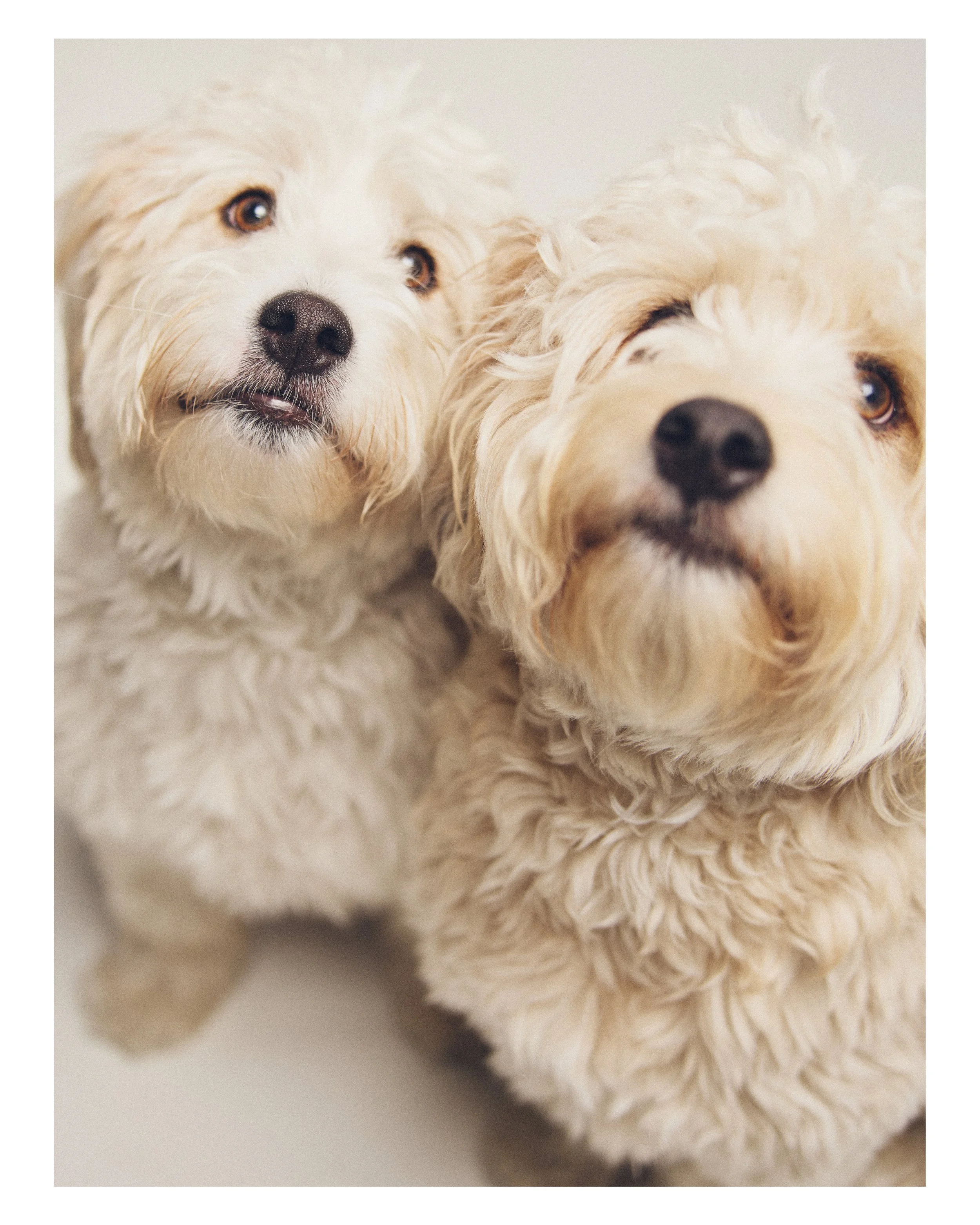 Dog_09.JPG