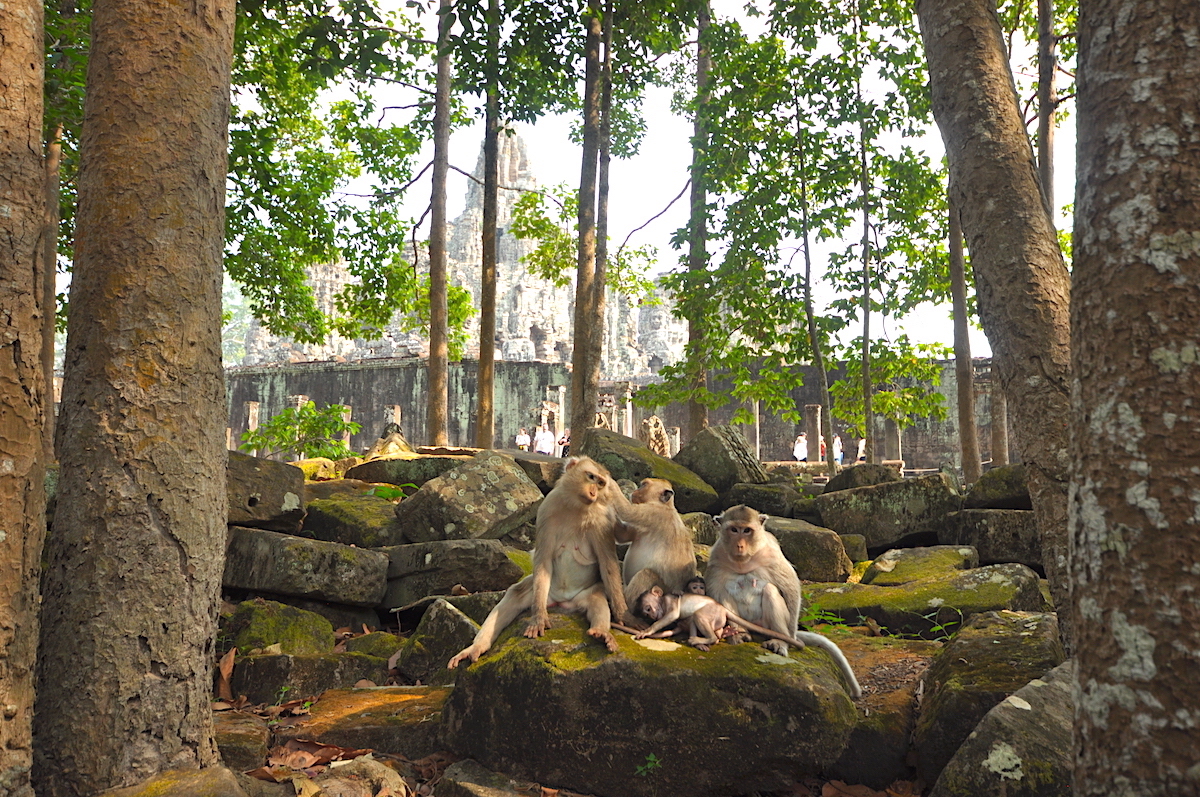 Macacos posando para fotos na área externa de Bayon. Foto: Patti Neves