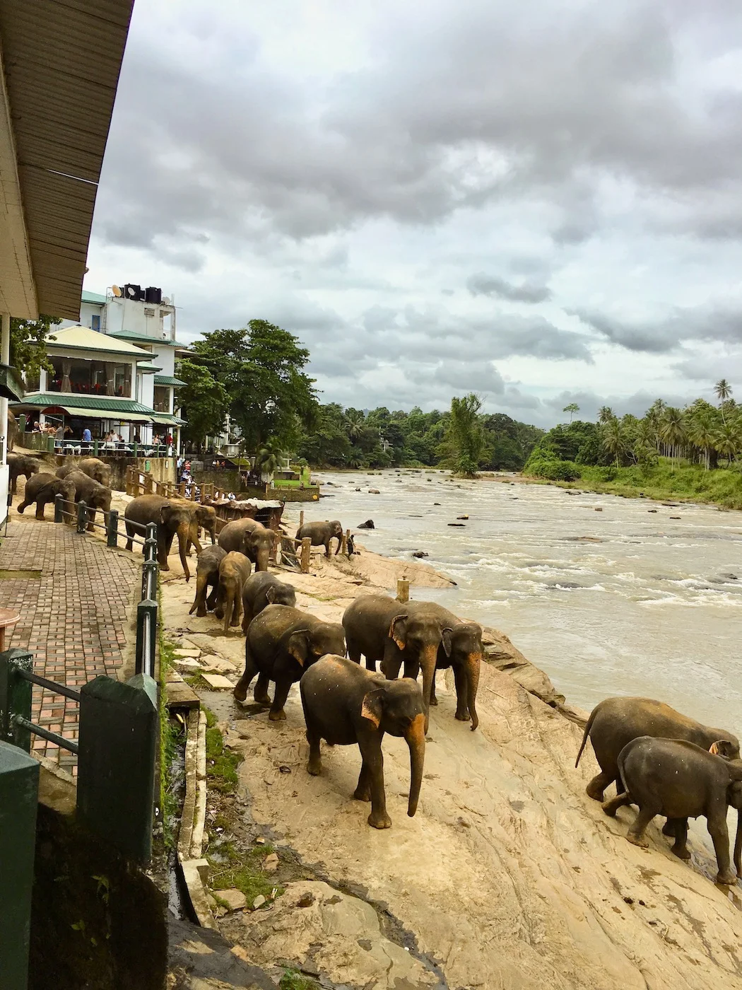 Elefantes de Pinnawala, Sri Lanka. Foto: Patti Neves