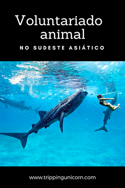 Voluntariado com animais no Sudeste Asiático. Photo: Hannahstocking